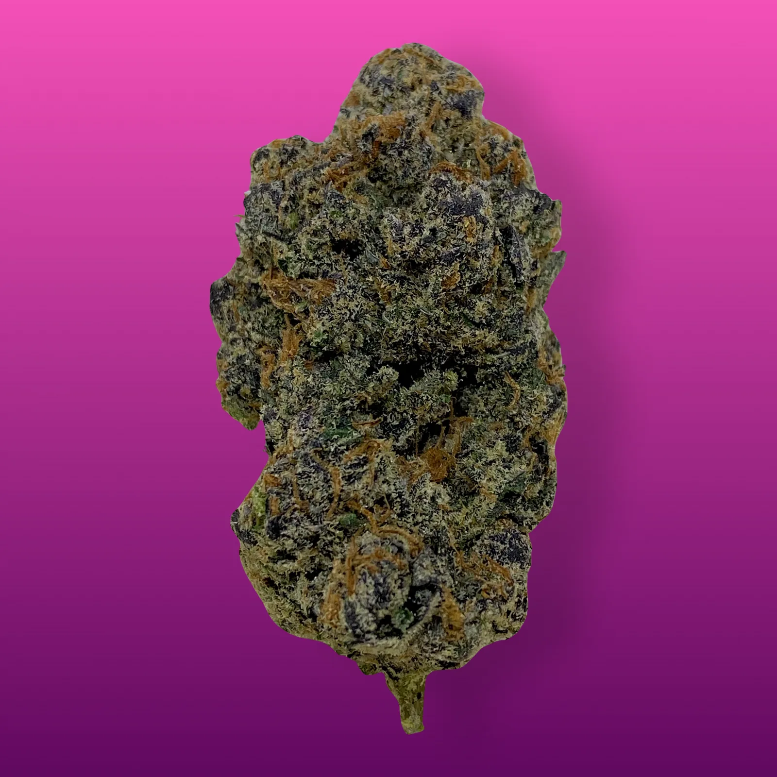 Macro photo of Pink Cookies cannabis buds with rich purple hues, frosty trichomes, and fiery orange pistils