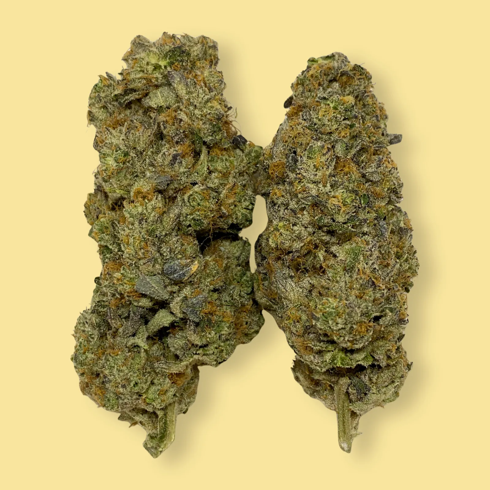 Deep Fried Ice Cream strain buds with frosty trichomes and creamy purple-green hues, photographed close-up