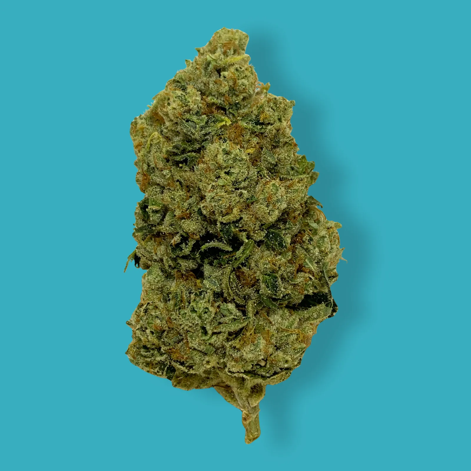 Close-up of Motorbreath cannabis buds covered in trichomes with orange hairs and dense green texture