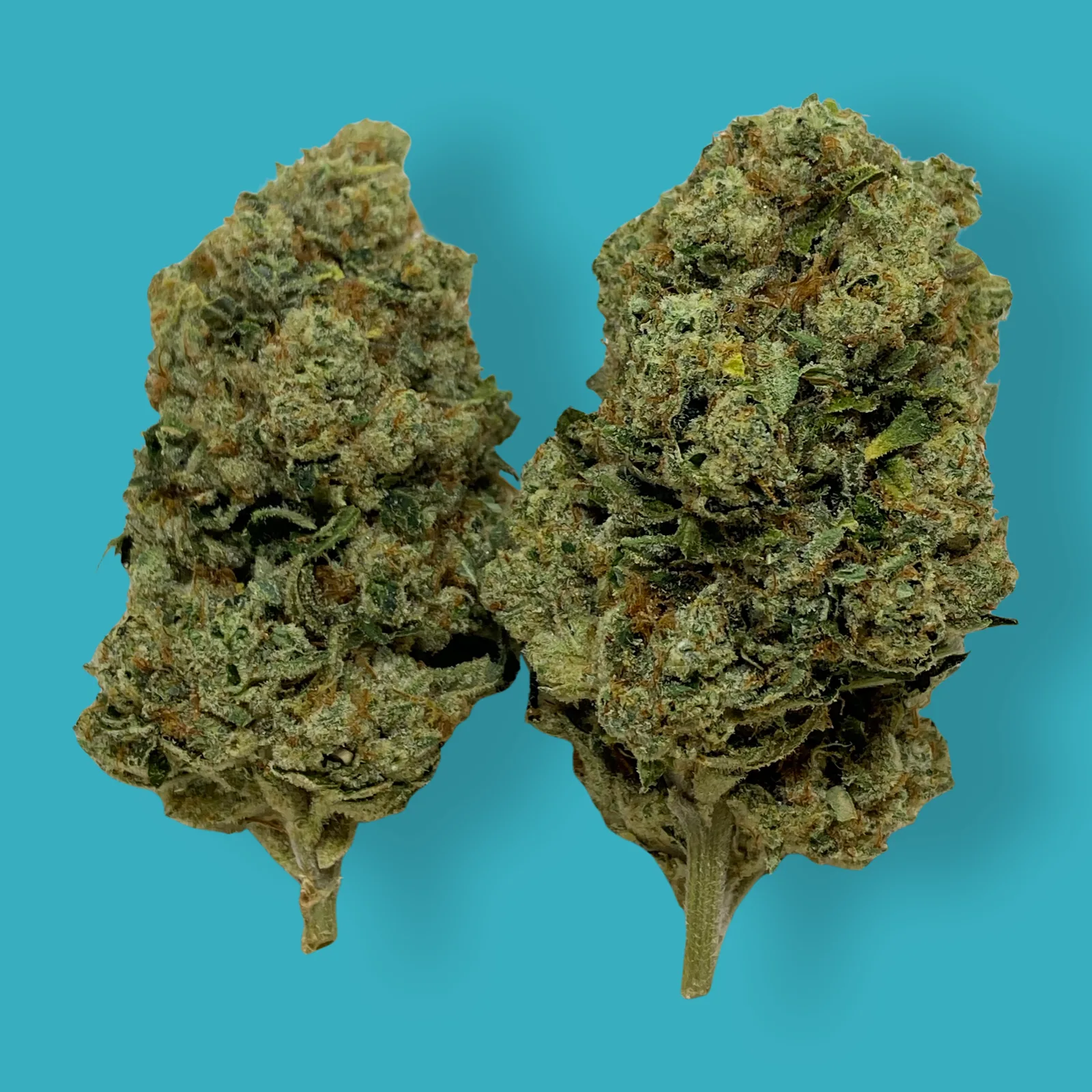 Close-up of Motorbreath cannabis buds covered in trichomes with orange hairs and dense green texture