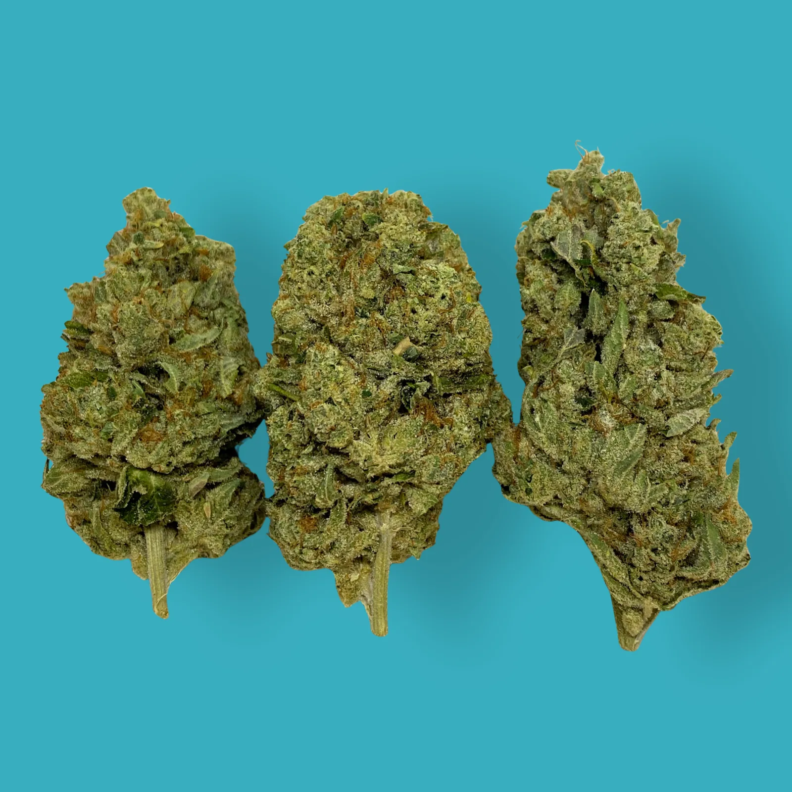 Close-up of Motorbreath cannabis buds covered in trichomes with orange hairs and dense green texture