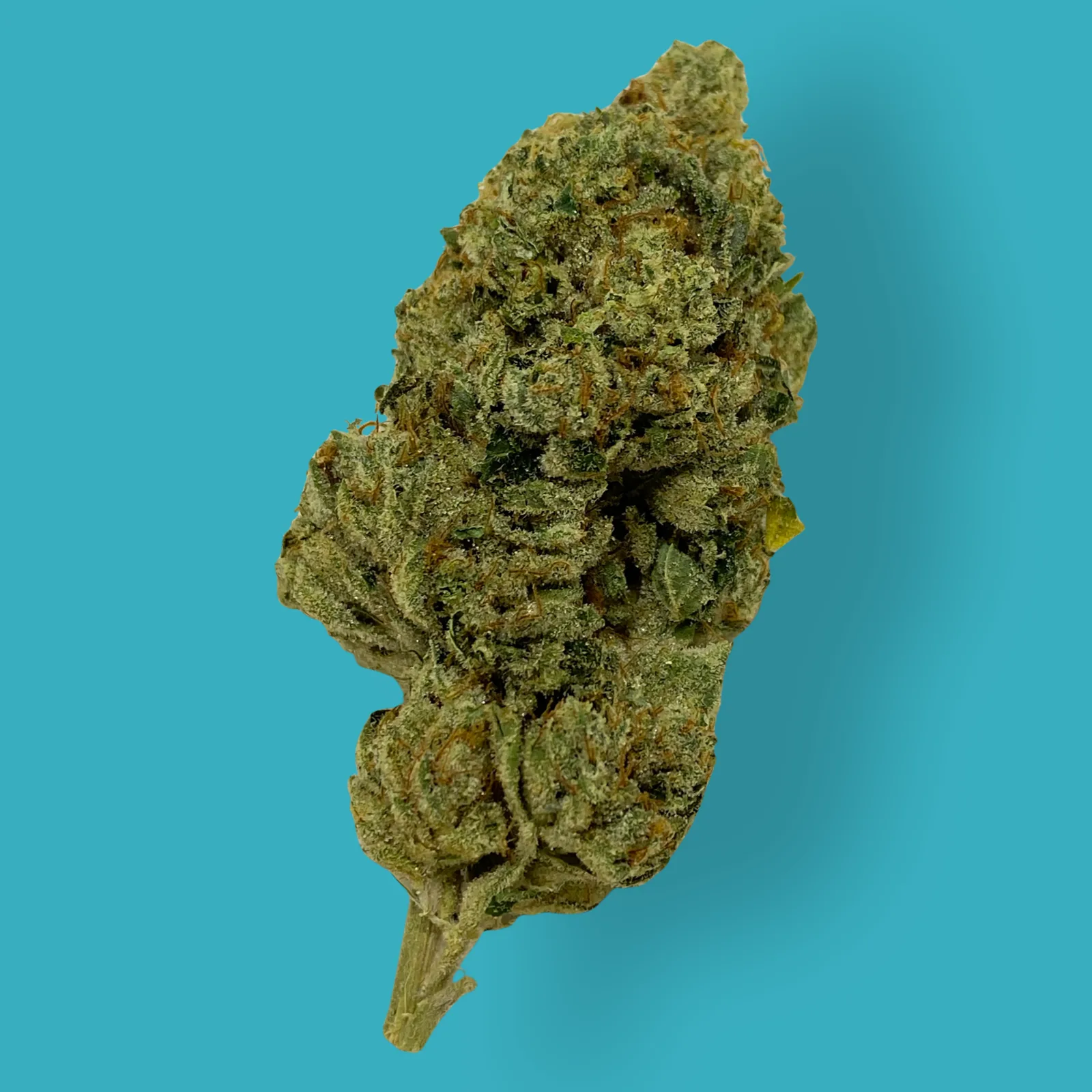 Close-up of Motorbreath cannabis buds covered in trichomes with orange hairs and dense green texture