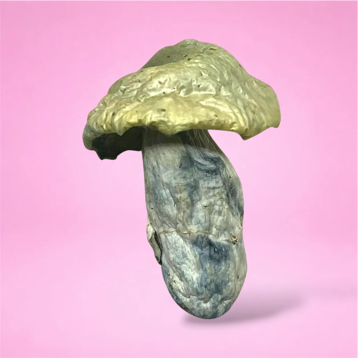 Close-up image of Natal Moon psilocybin mushrooms showing their dense stems and distinct caps, known for their visual potency and euphoric effects.