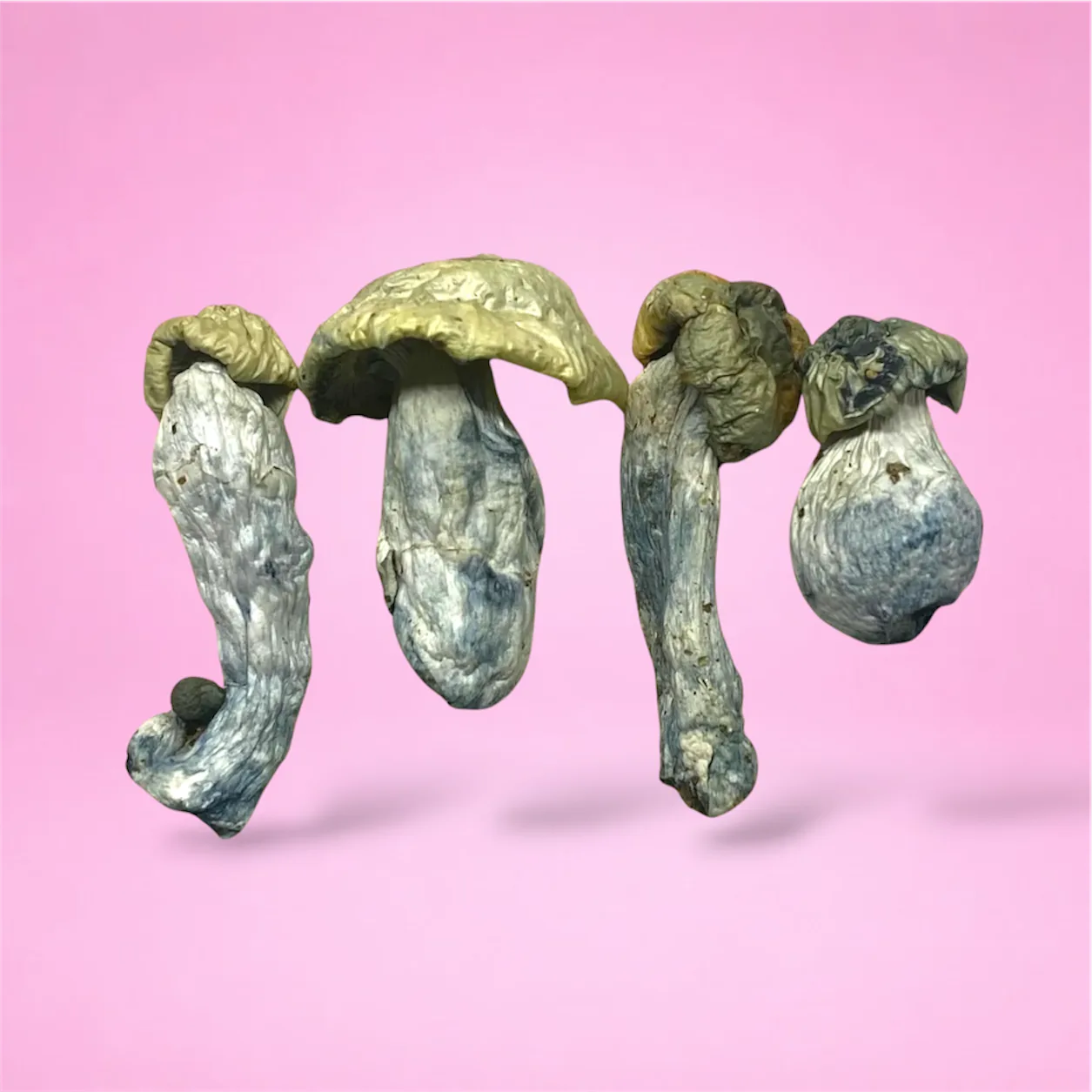 Close-up image of Natal Moon psilocybin mushrooms showing their dense stems and distinct caps, known for their visual potency and euphoric effects.
