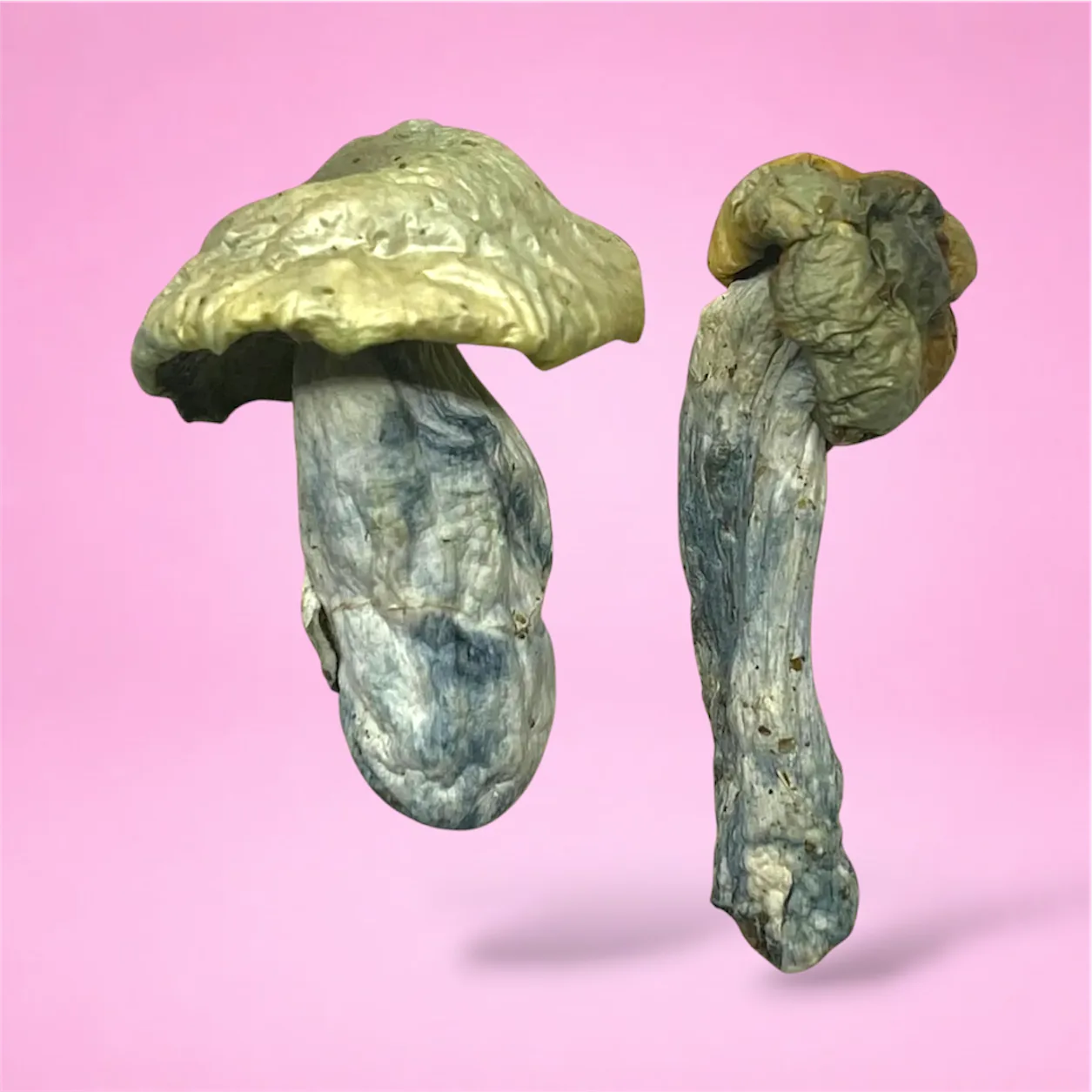 Close-up image of Natal Moon psilocybin mushrooms showing their dense stems and distinct caps, known for their visual potency and euphoric effects.