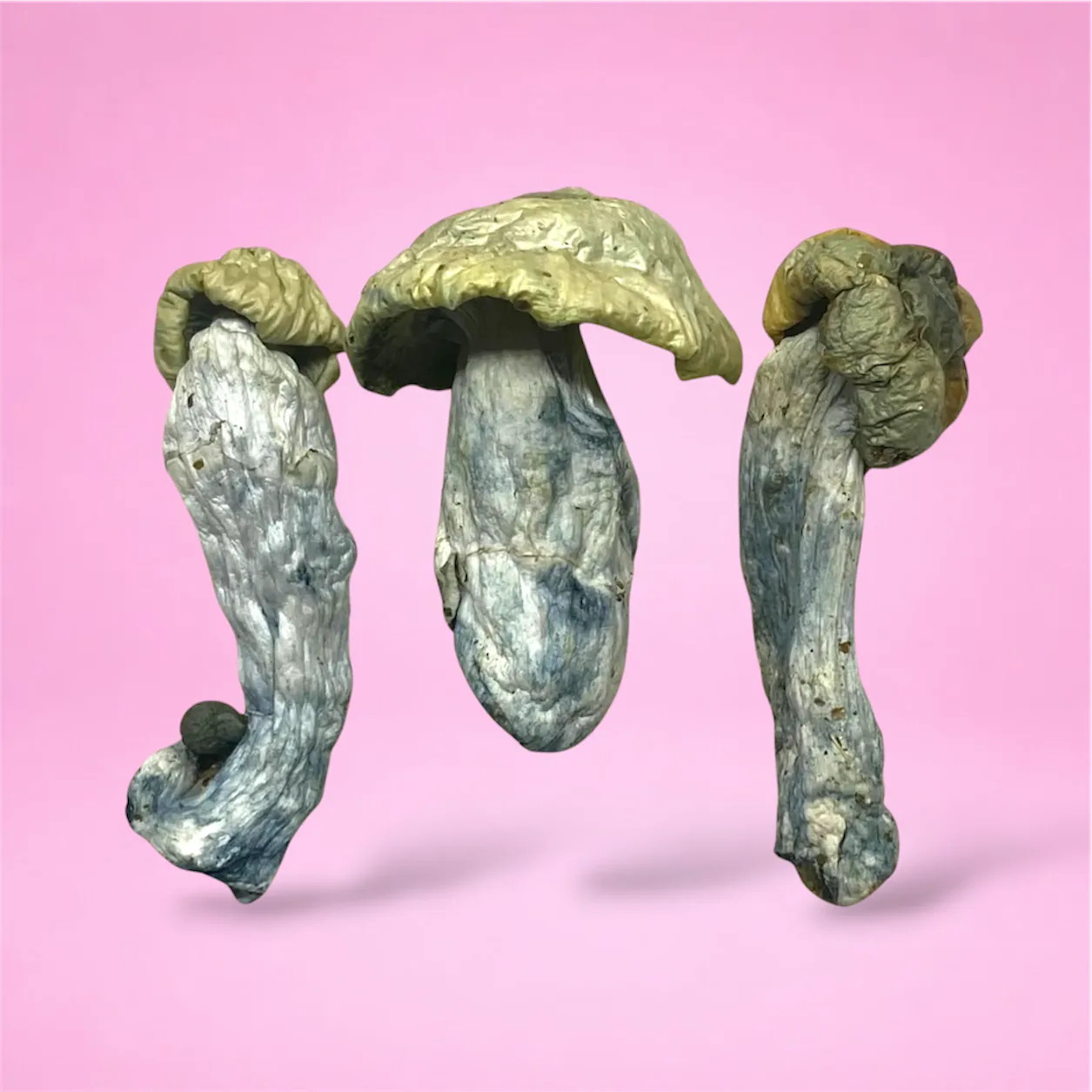 Close-up image of Natal Moon psilocybin mushrooms showing their dense stems and distinct caps, known for their visual potency and euphoric effects.