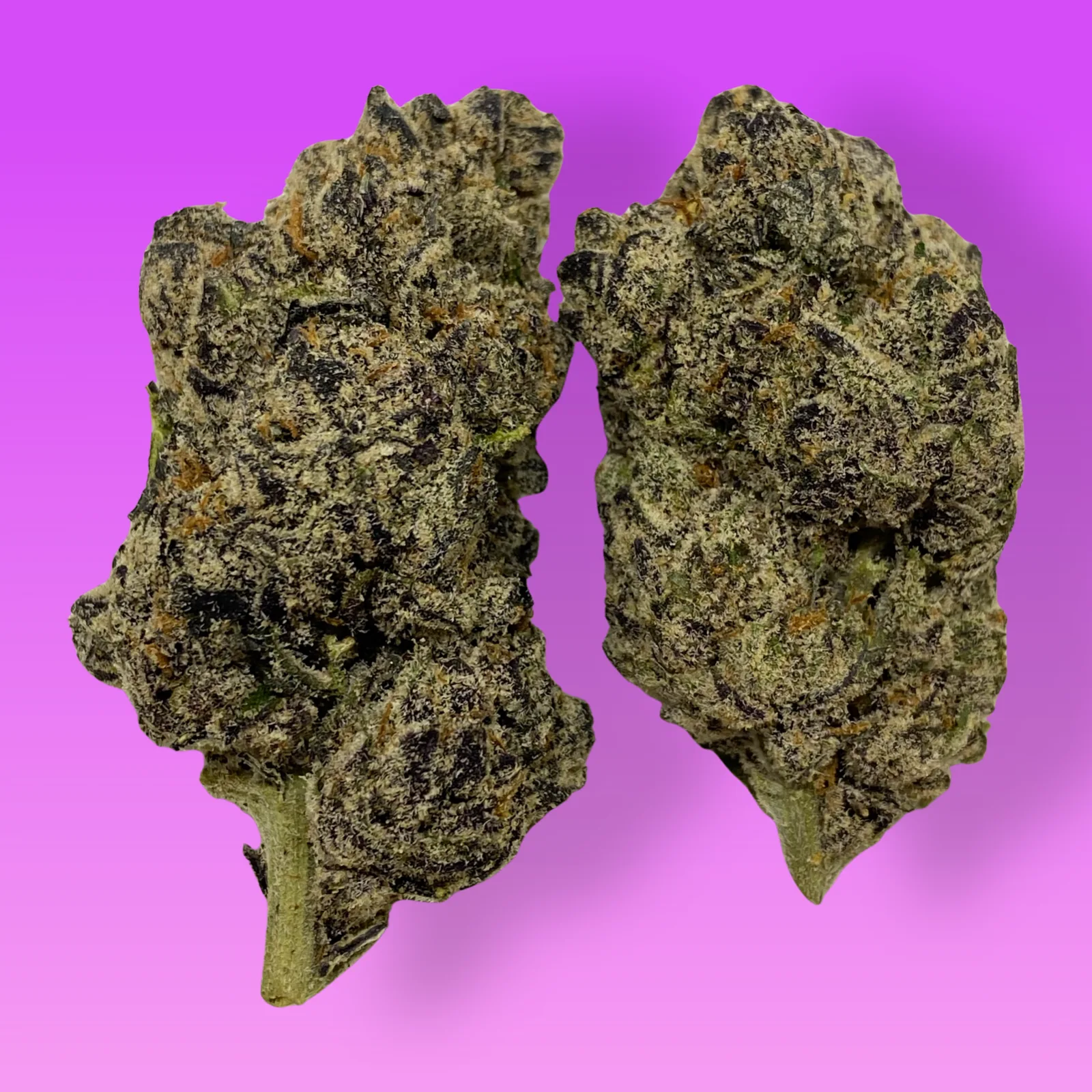 Grapicot cannabis buds featuring frosty trichomes and vibrant purple and orange tones
