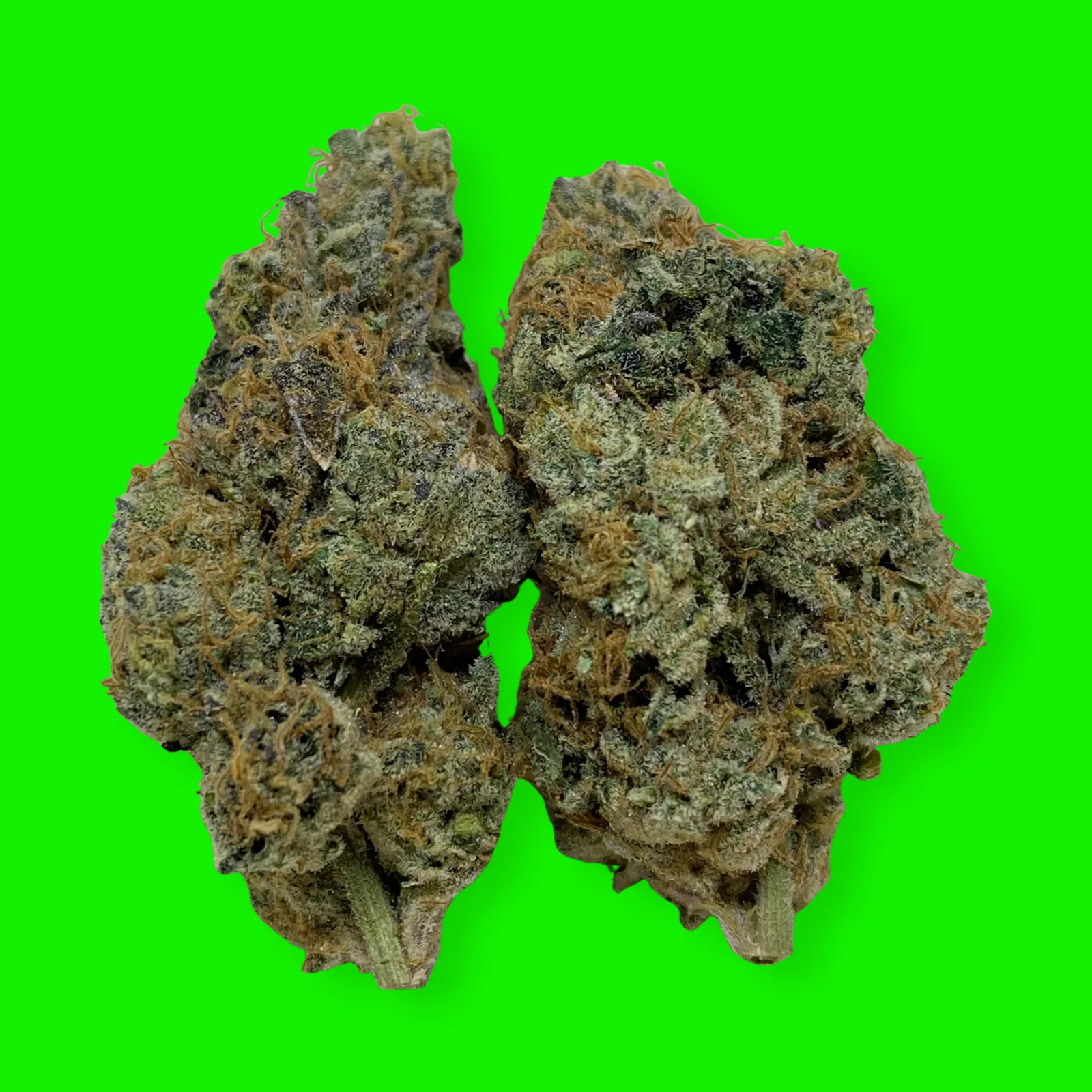 Macro photo of Watermelon Rancher cannabis flower with bright trichomes and colorful pistils