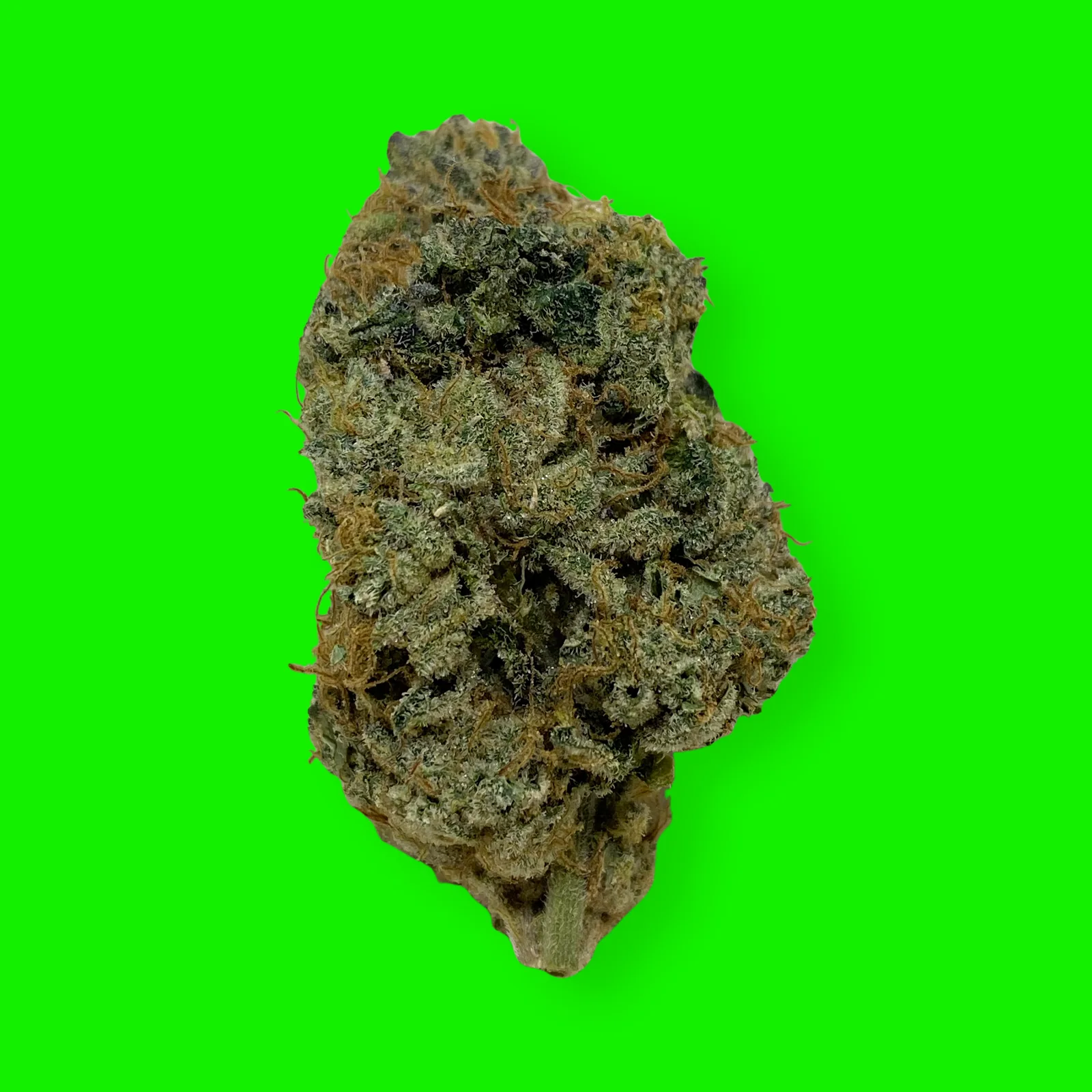 Macro photo of Watermelon Rancher cannabis flower with bright trichomes and colorful pistils