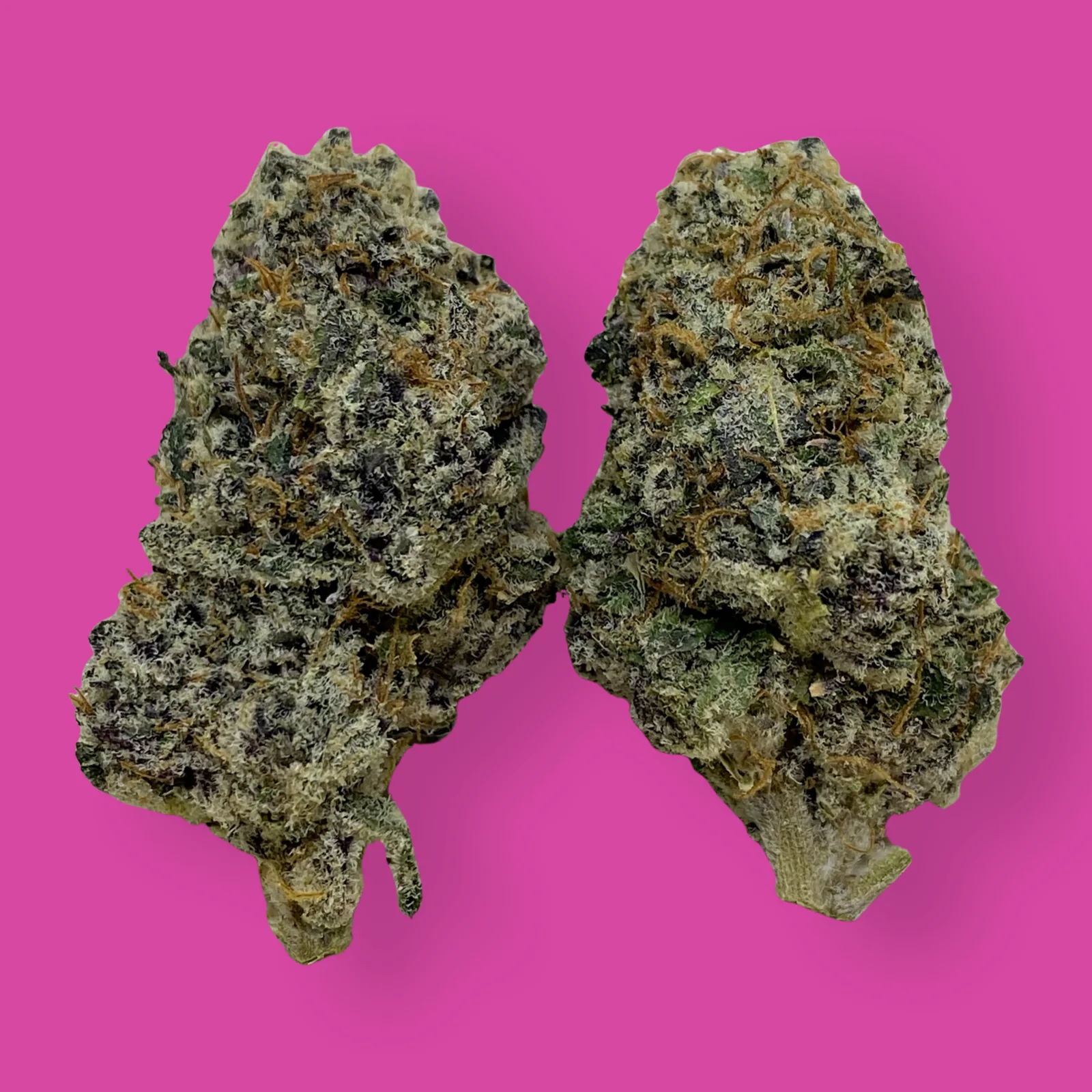 Close-up image of LA Wedding Pop cannabis buds with frosty trichomes and orange pistils