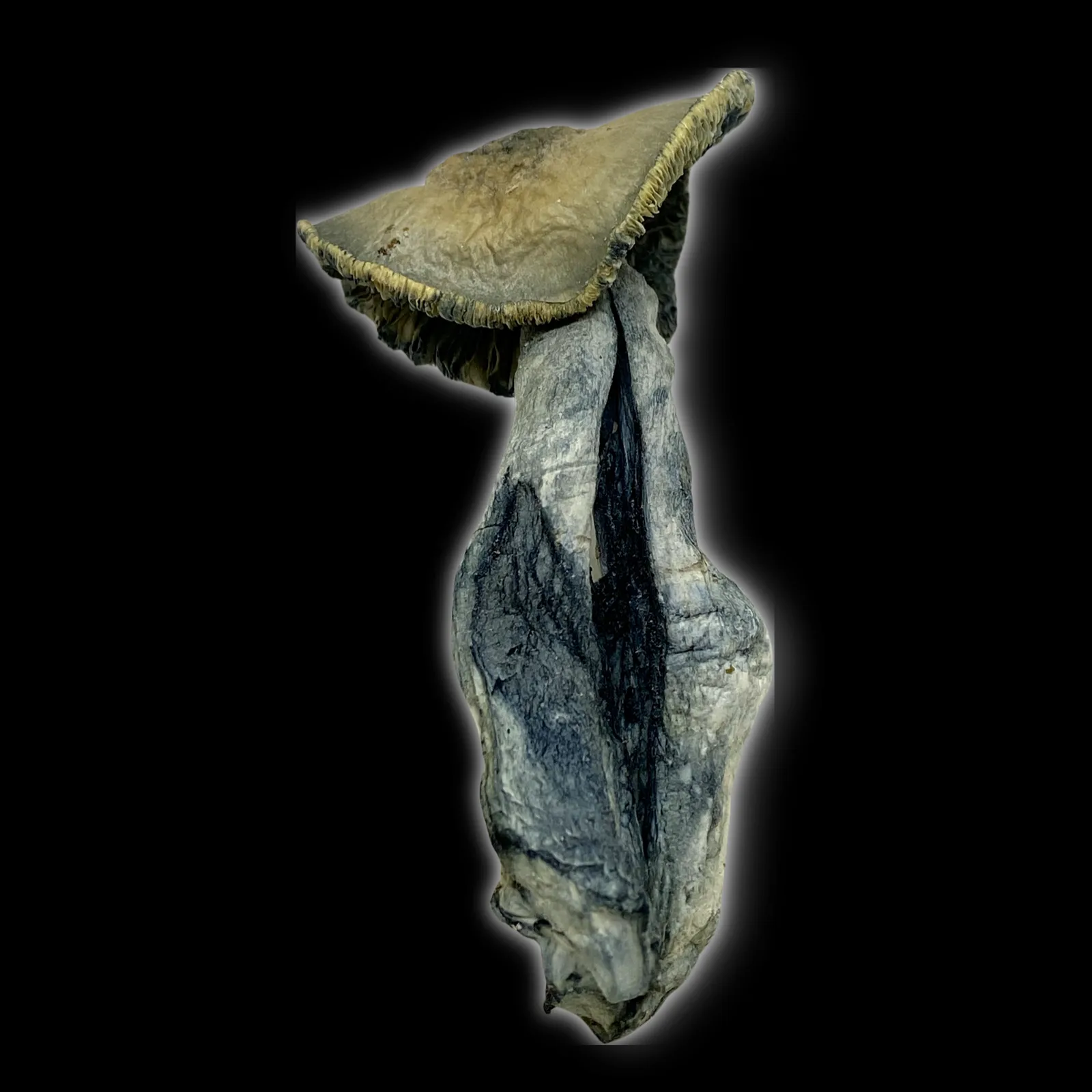 Close-up image of Black Ape #1 psilocybin mushrooms showing dark caps, thick stems, and blue bruising on a white background