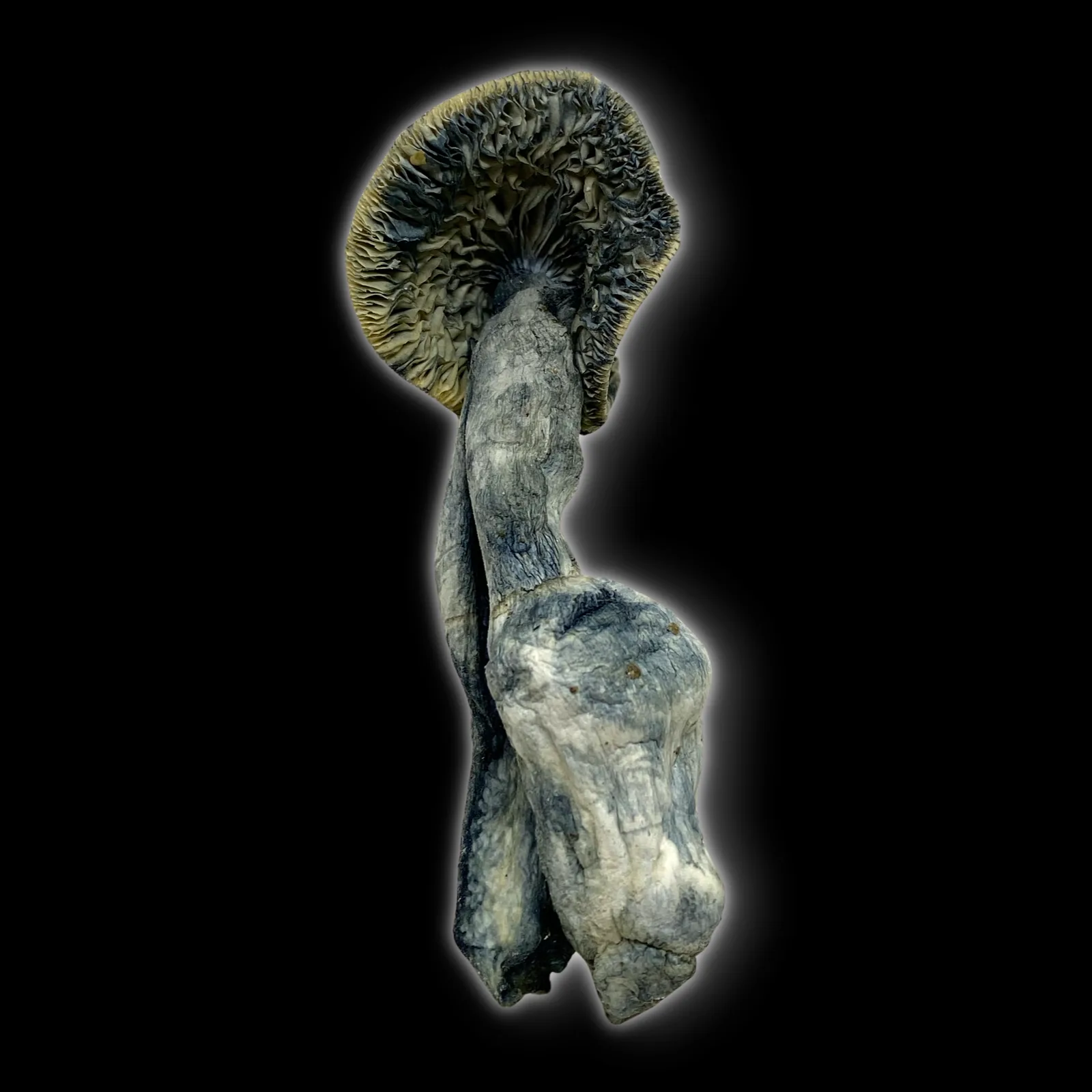 Close-up image of Black Ape #1 psilocybin mushrooms showing dark caps, thick stems, and blue bruising on a white background