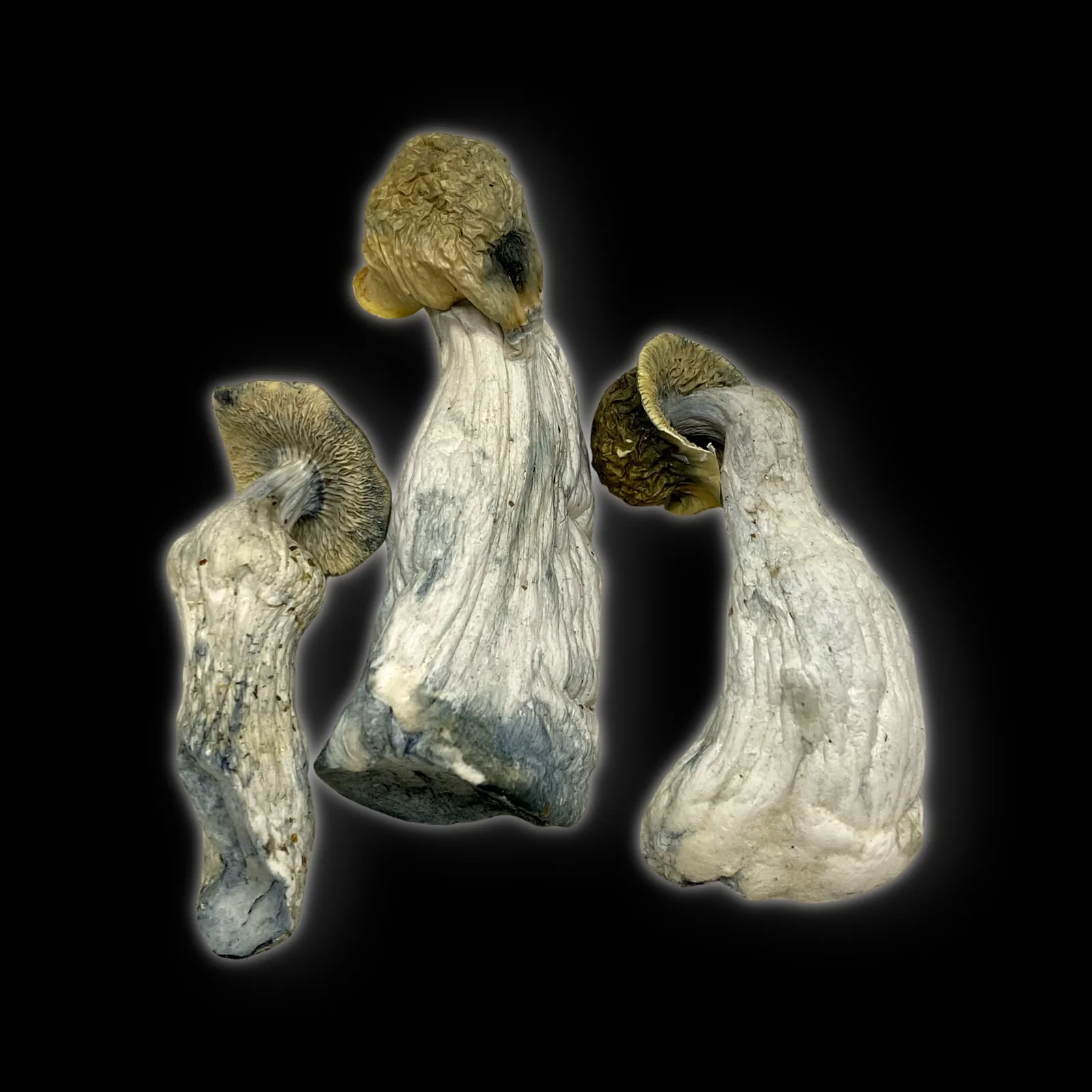 Close-up image of Black Ape #1 psilocybin mushrooms showing dark caps, thick stems, and blue bruising on a white background