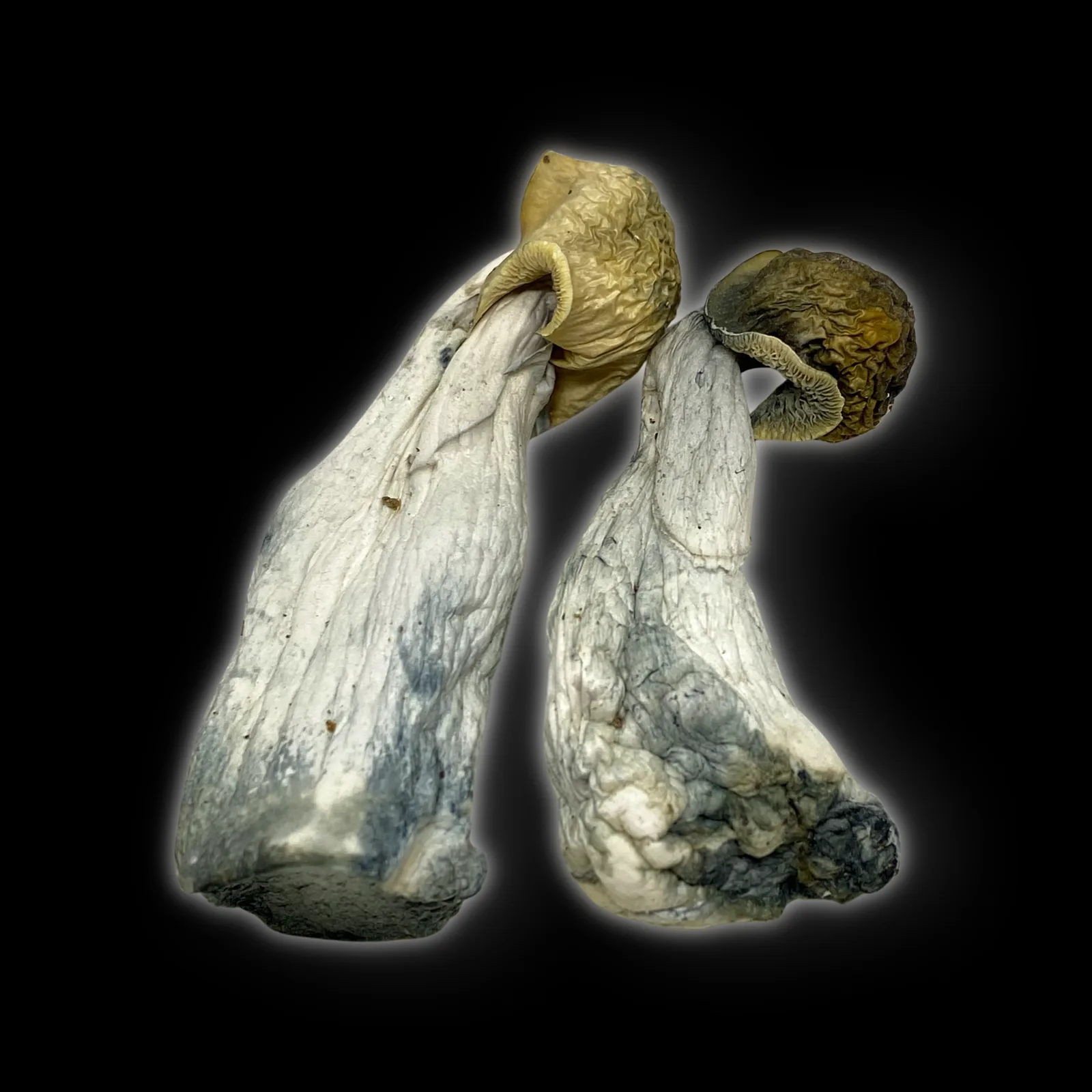 Close-up image of Black Ape #1 psilocybin mushrooms showing dark caps, thick stems, and blue bruising on a white background