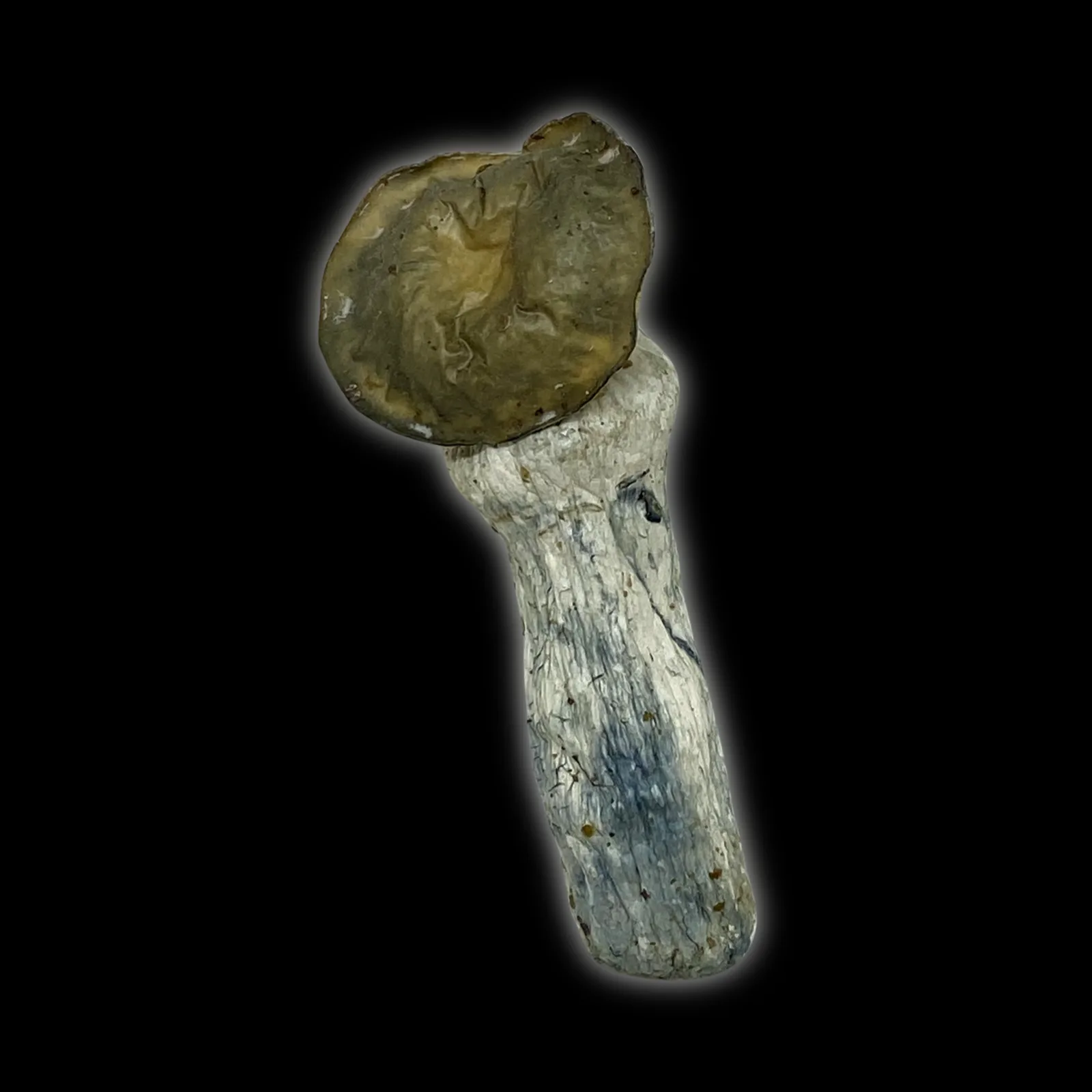 Close-up image of Black Ape #1 psilocybin mushrooms showing dark caps, thick stems, and blue bruising on a white background