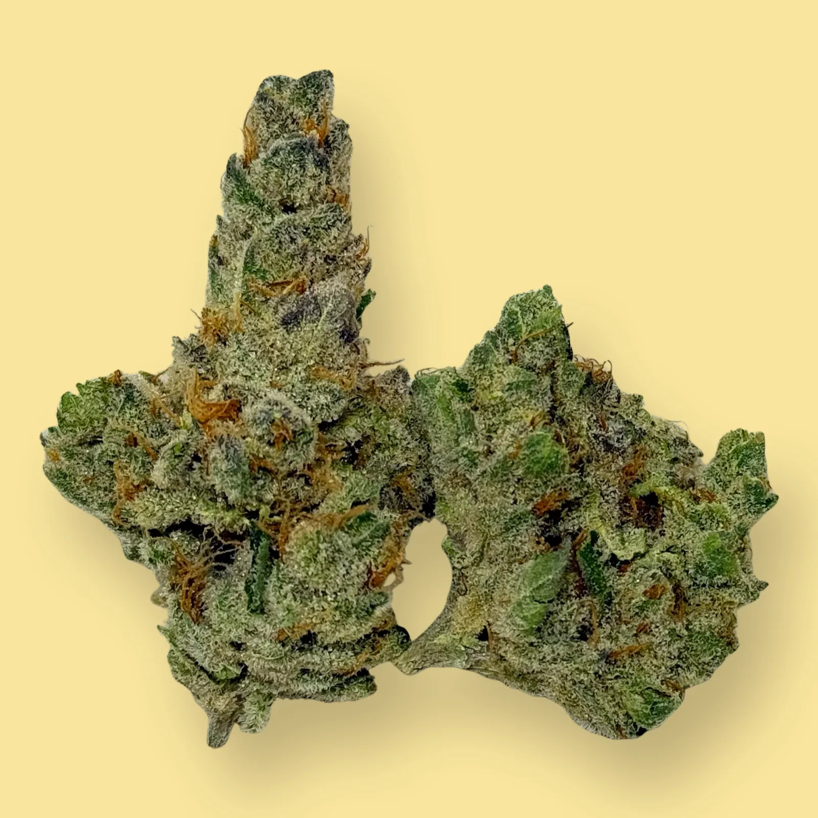 Close-up of Vanilla Cream Pie cannabis flower showing dense, frosty buds with vanilla-colored hairs and creamy white trichomes – hybrid strain from Baked in Bushwick.