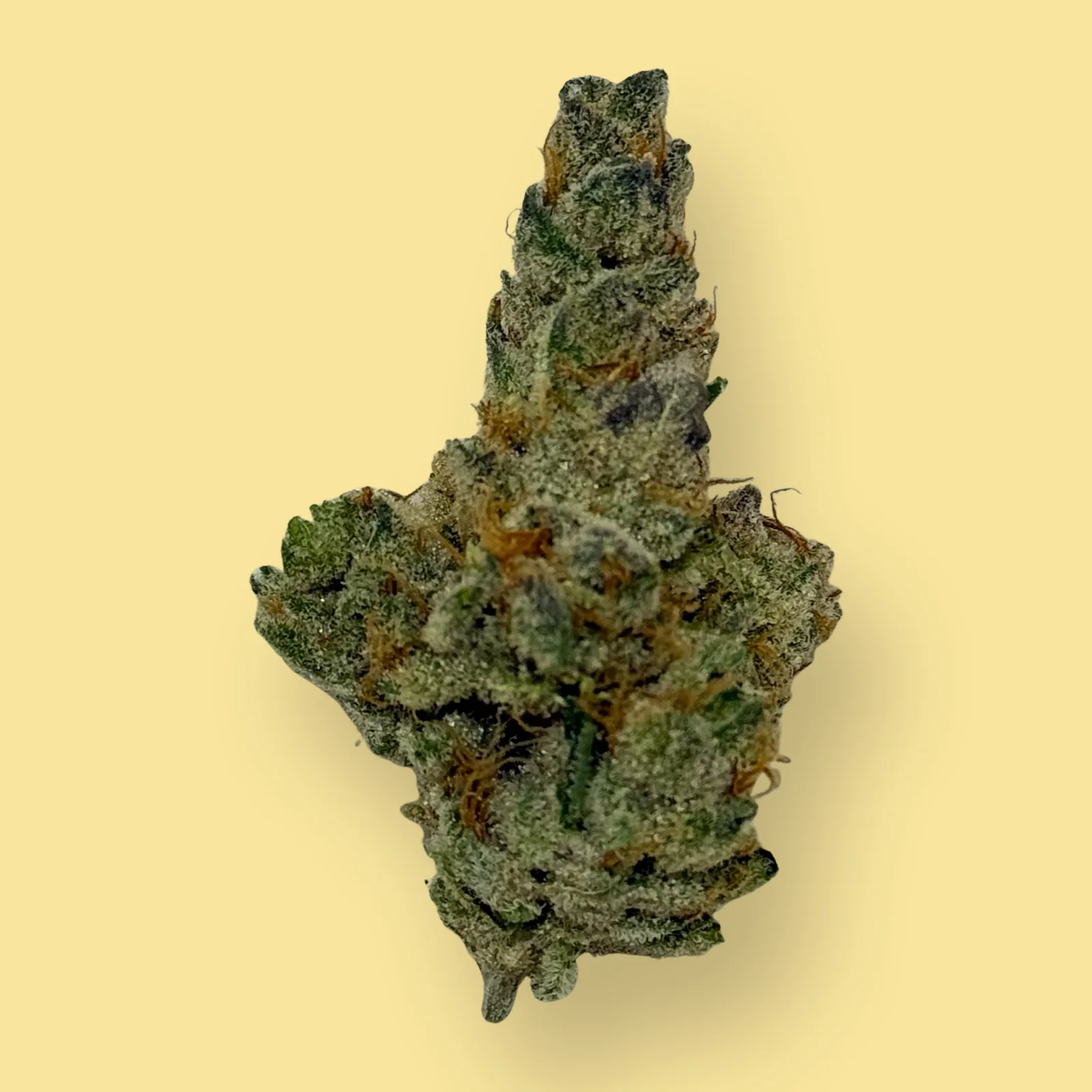 Close-up of Vanilla Cream Pie cannabis flower showing dense, frosty buds with vanilla-colored hairs and creamy white trichomes – hybrid strain from Baked in Bushwick.