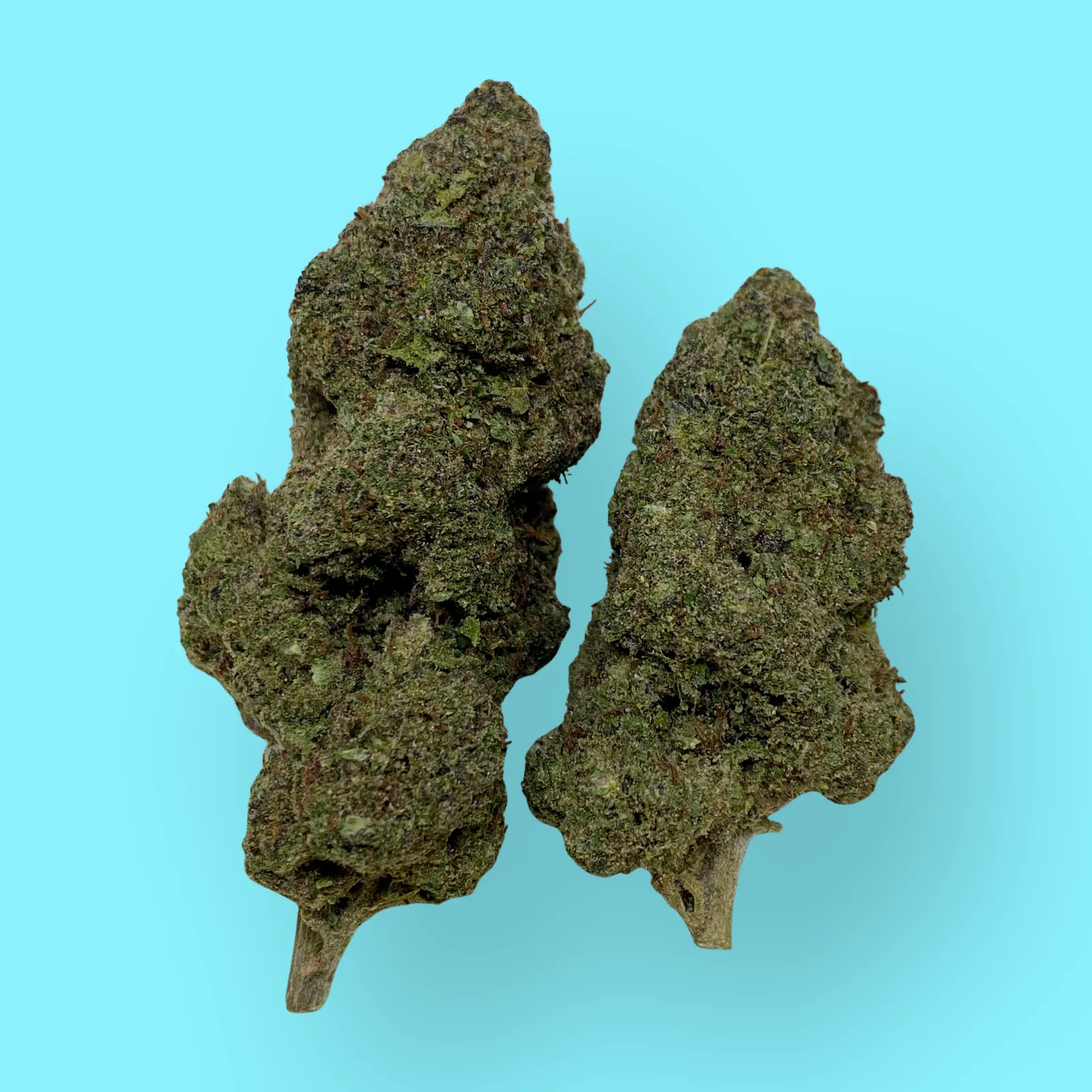 Bright green Hawaiian cannabis buds covered in orange pistils and crystal trichomes, known for tropical aroma and uplifting effects – available at Baked in Bushwick.