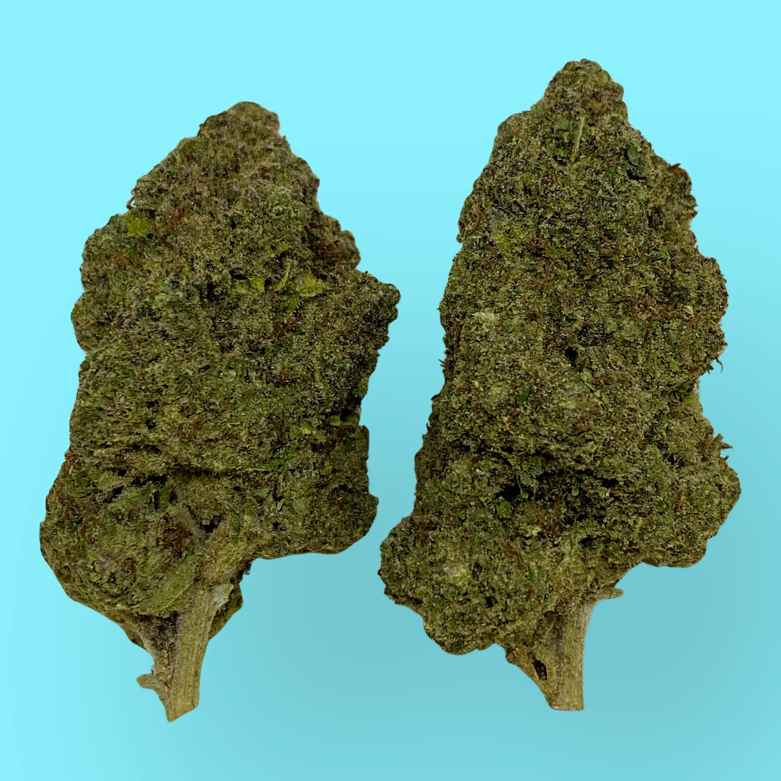 Bright green Hawaiian cannabis buds covered in orange pistils and crystal trichomes, known for tropical aroma and uplifting effects – available at Baked in Bushwick.