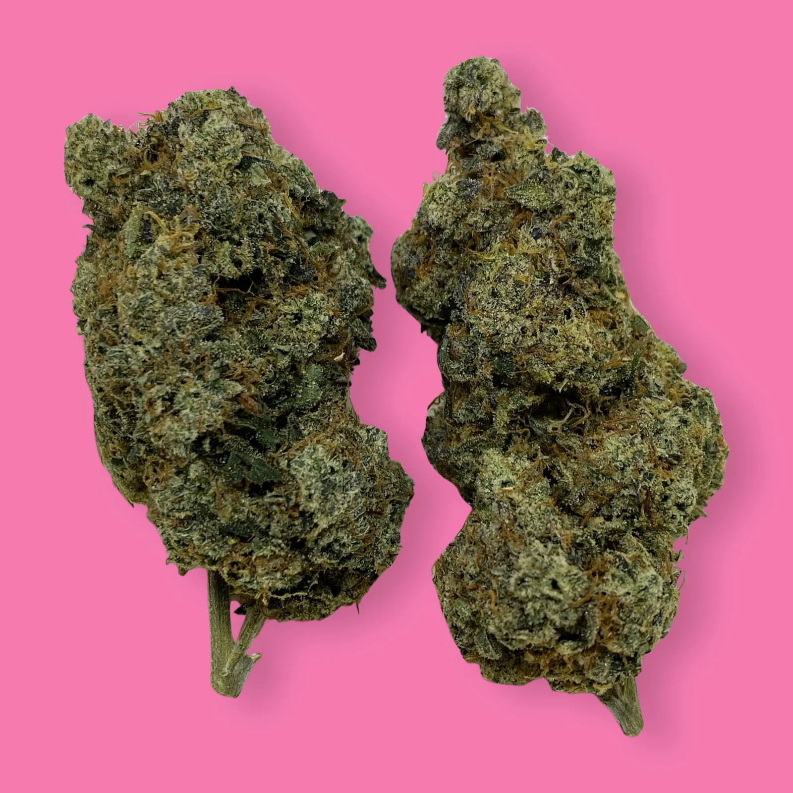 Close-up of Bubbledawg cannabis flower showcasing frosty trichomes, dense green buds, and orange hairs – a gassy hybrid strain available at Baked in Bushwick.