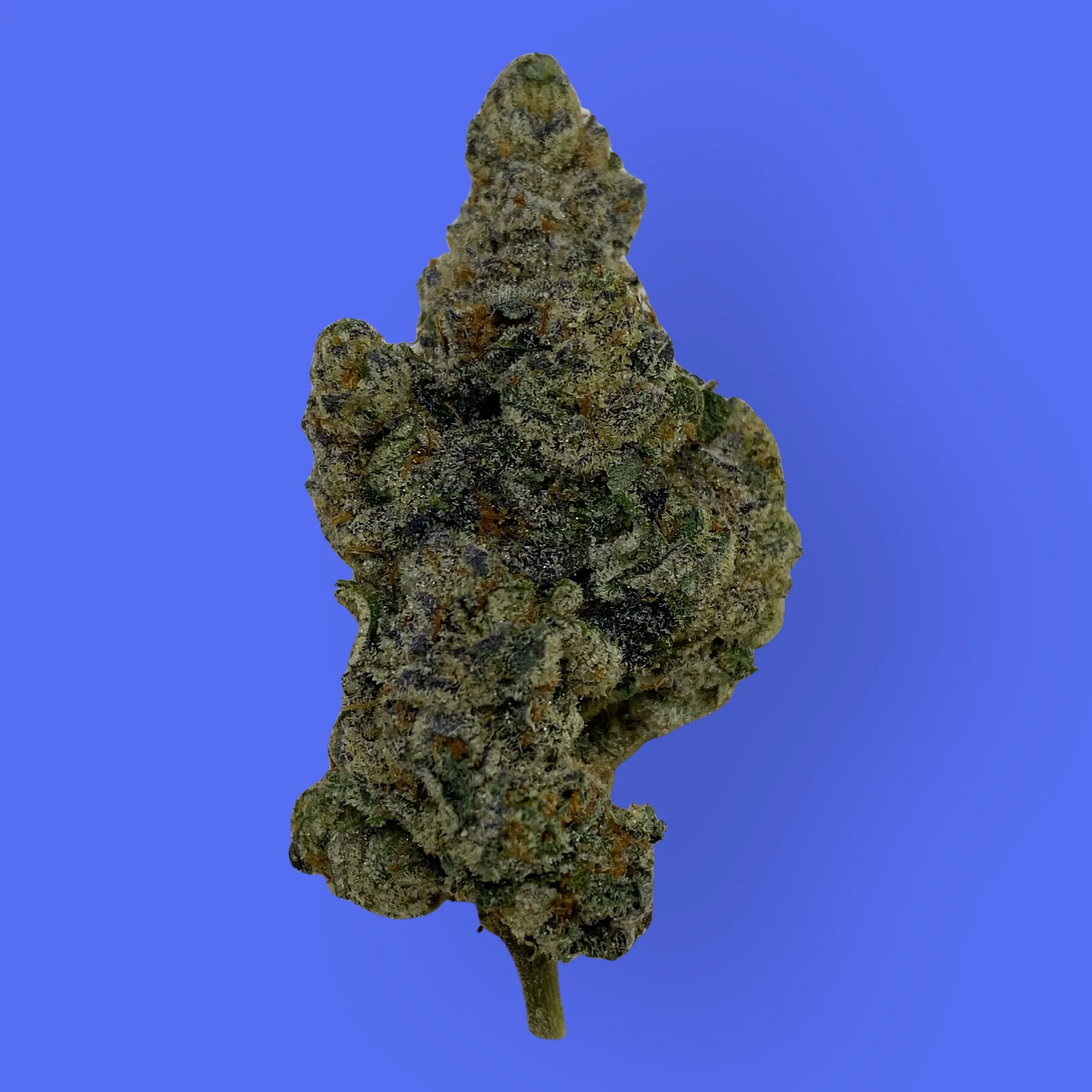 Macro shot of Blue Lobster cannabis bud featuring deep purple hues, dense trichomes, and vivid orange pistils – hybrid strain with relaxing and euphoric effects.