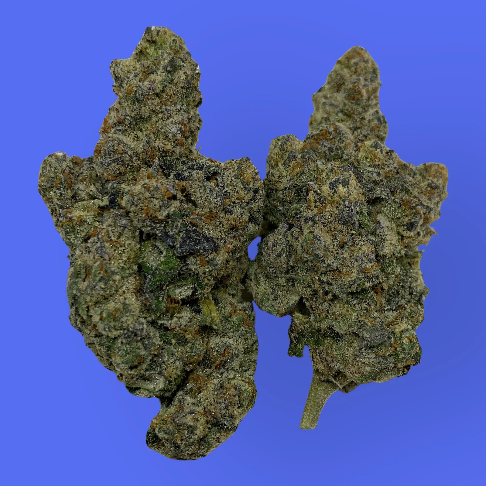 Macro shot of Blue Lobster cannabis bud featuring deep purple hues, dense trichomes, and vivid orange pistils – hybrid strain with relaxing and euphoric effects.