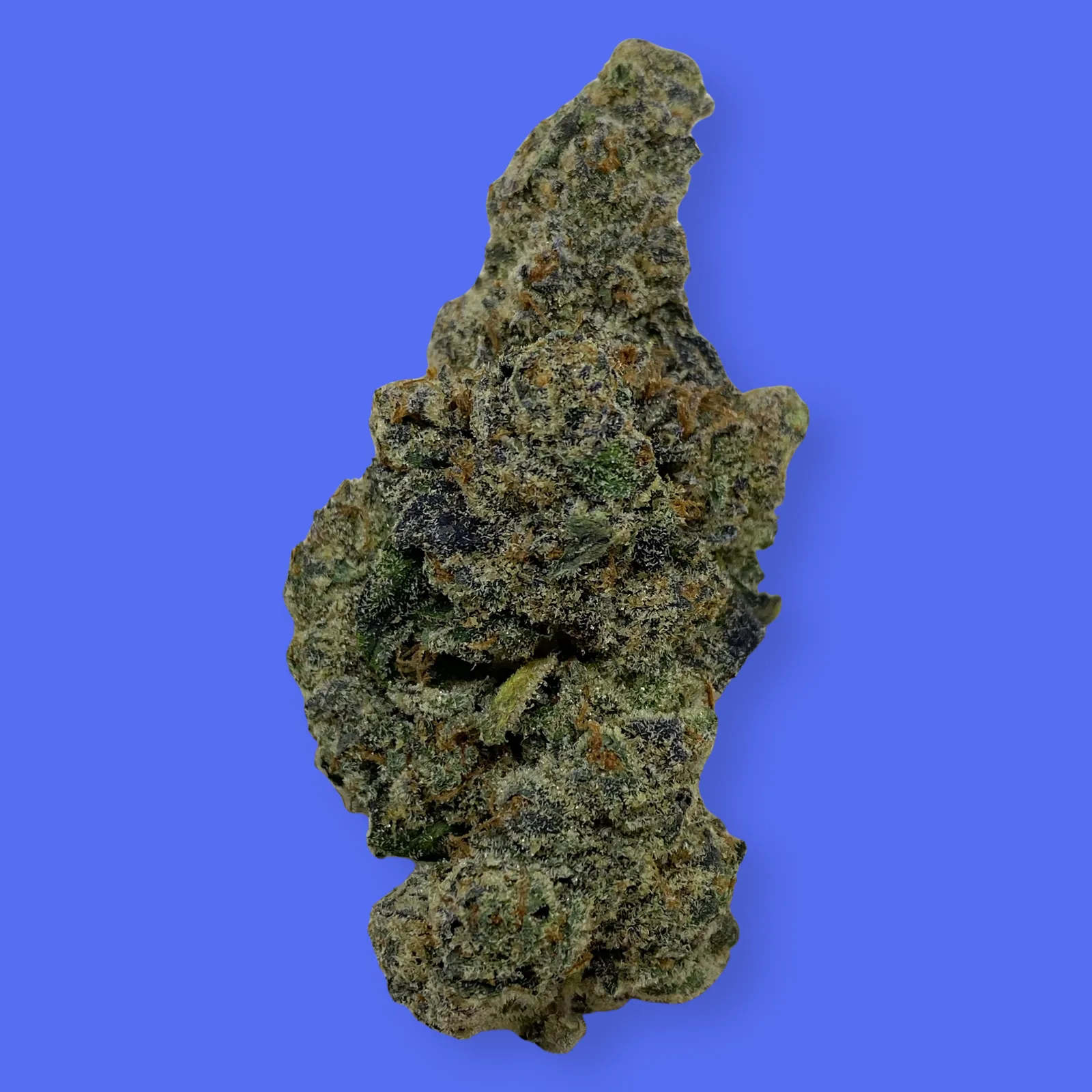 Macro shot of Blue Lobster cannabis bud featuring deep purple hues, dense trichomes, and vivid orange pistils – hybrid strain with relaxing and euphoric effects.