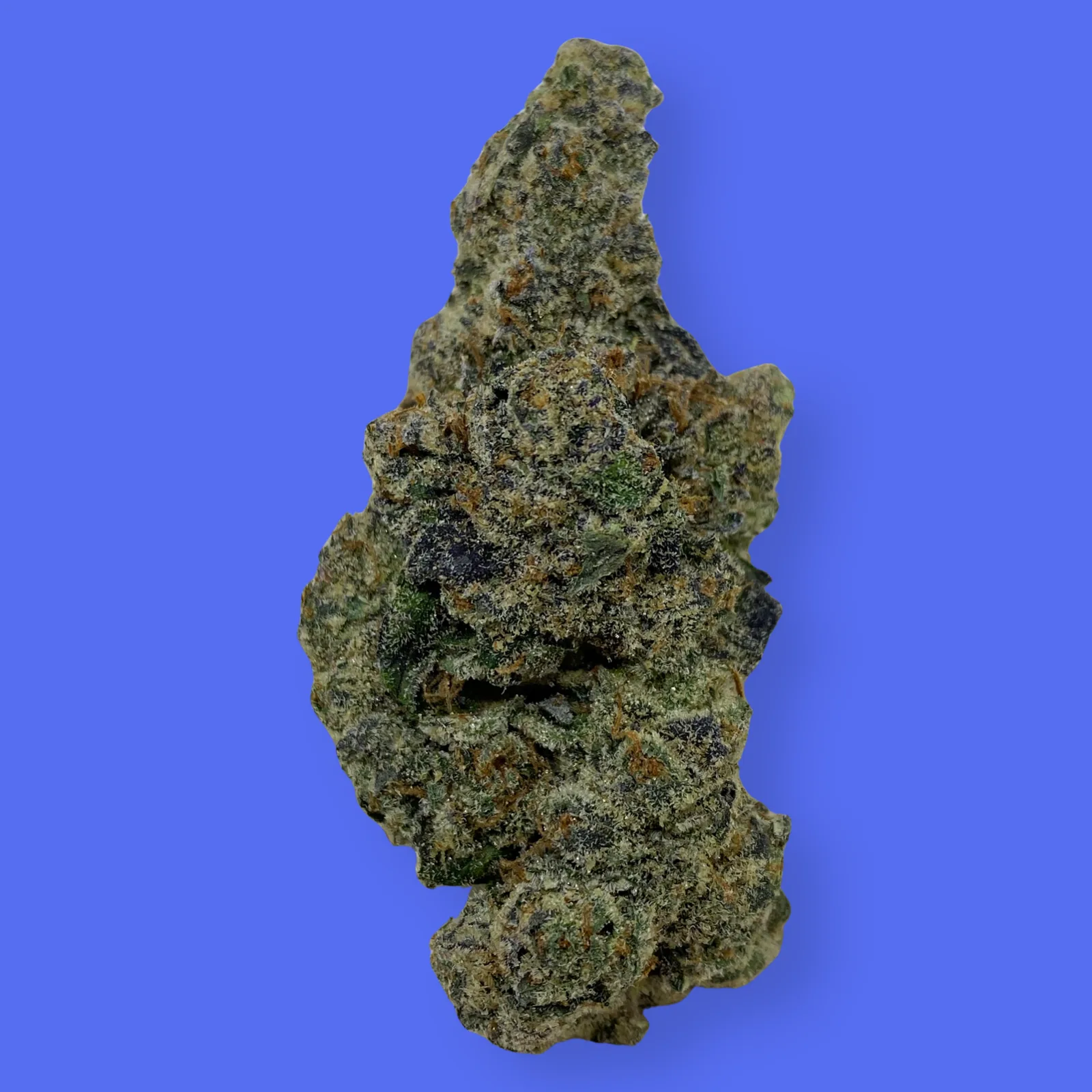 Macro shot of Blue Lobster cannabis bud featuring deep purple hues, dense trichomes, and vivid orange pistils – hybrid strain with relaxing and euphoric effects.