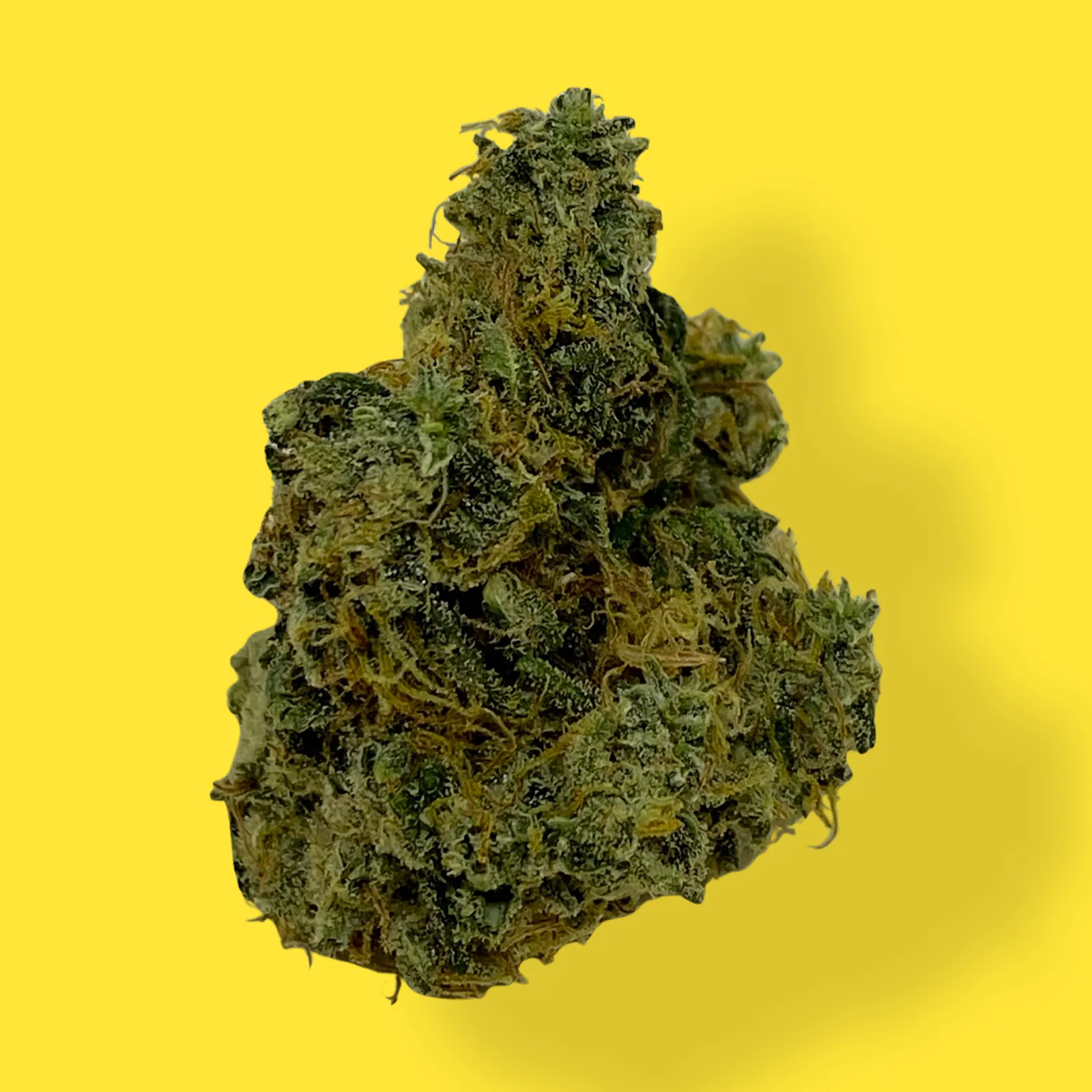 Close-up of Pineapple Haze cannabis flower – light green bud with orange hairs and frosty trichomes, known for sweet tropical aroma and uplifting effects