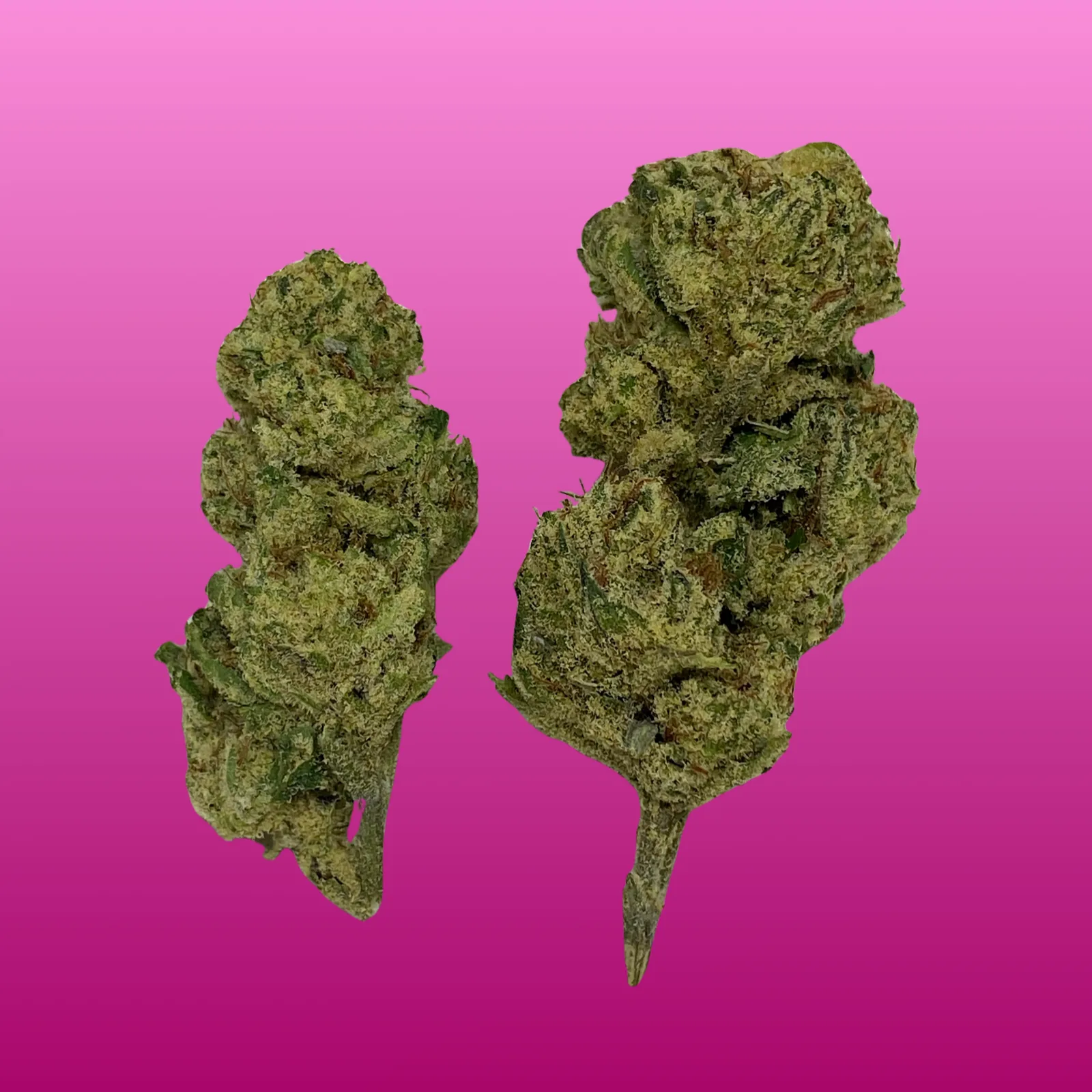 Close-up photo of Pink Certz cannabis buds showing lavender hues, frosty trichomes, and vibrant pistils — premium indica hybrid flower available in Brooklyn.