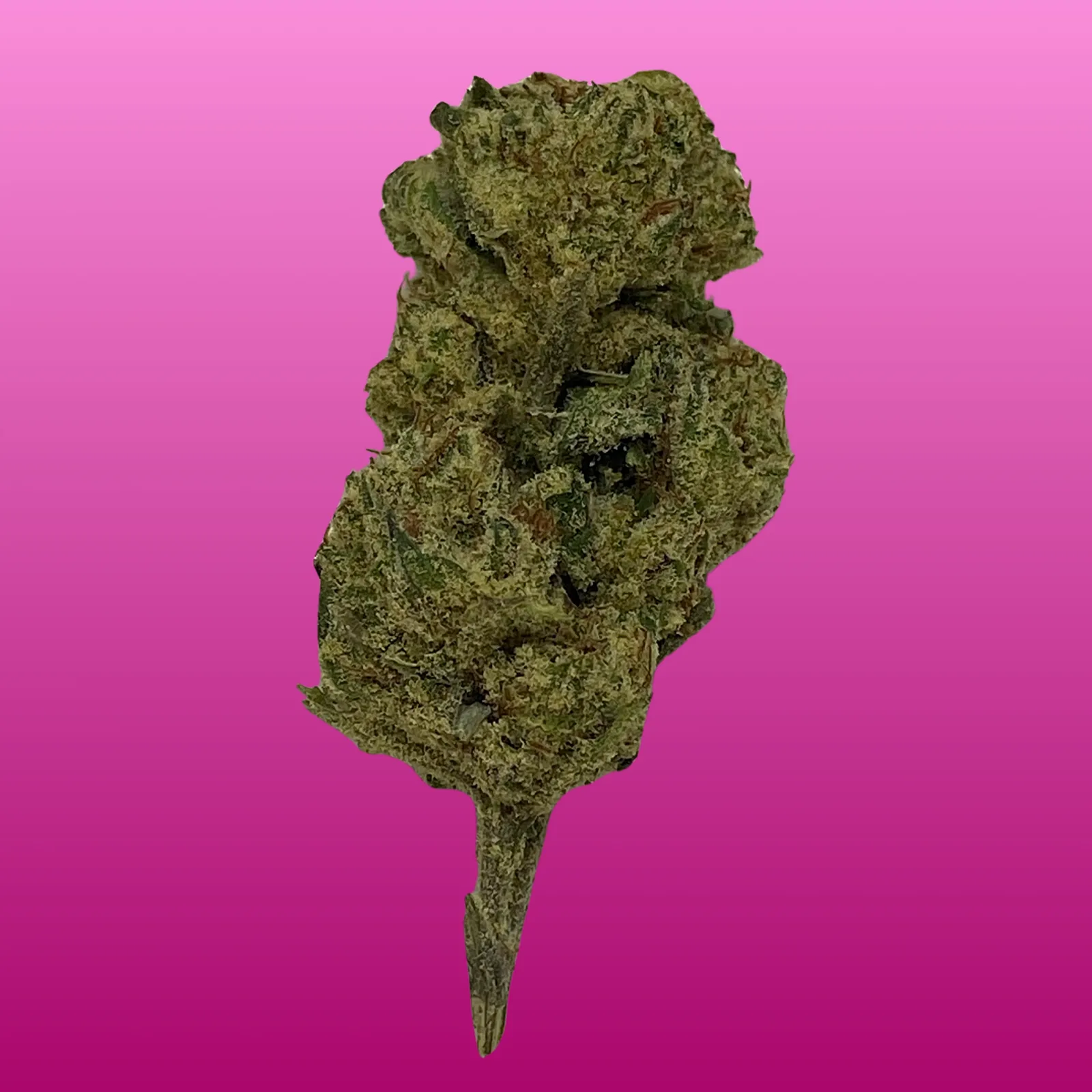 Close-up photo of Pink Certz cannabis buds showing lavender hues, frosty trichomes, and vibrant pistils — premium indica hybrid flower available in Brooklyn.