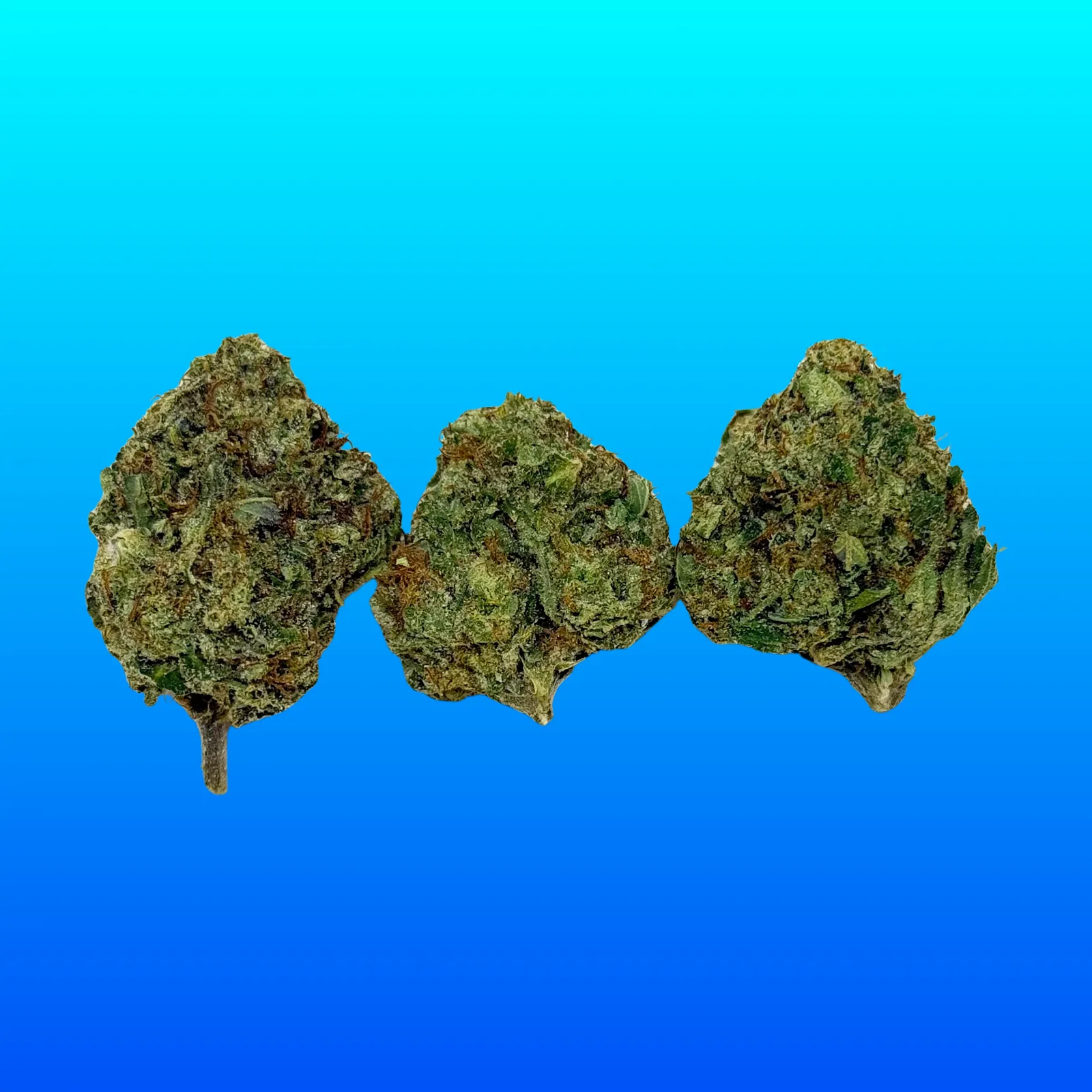 Macro photo of Frosty OG cannabis buds featuring heavy trichomes, dense structure, and icy green tones – potent indica strain available at Baked in Bushwick.