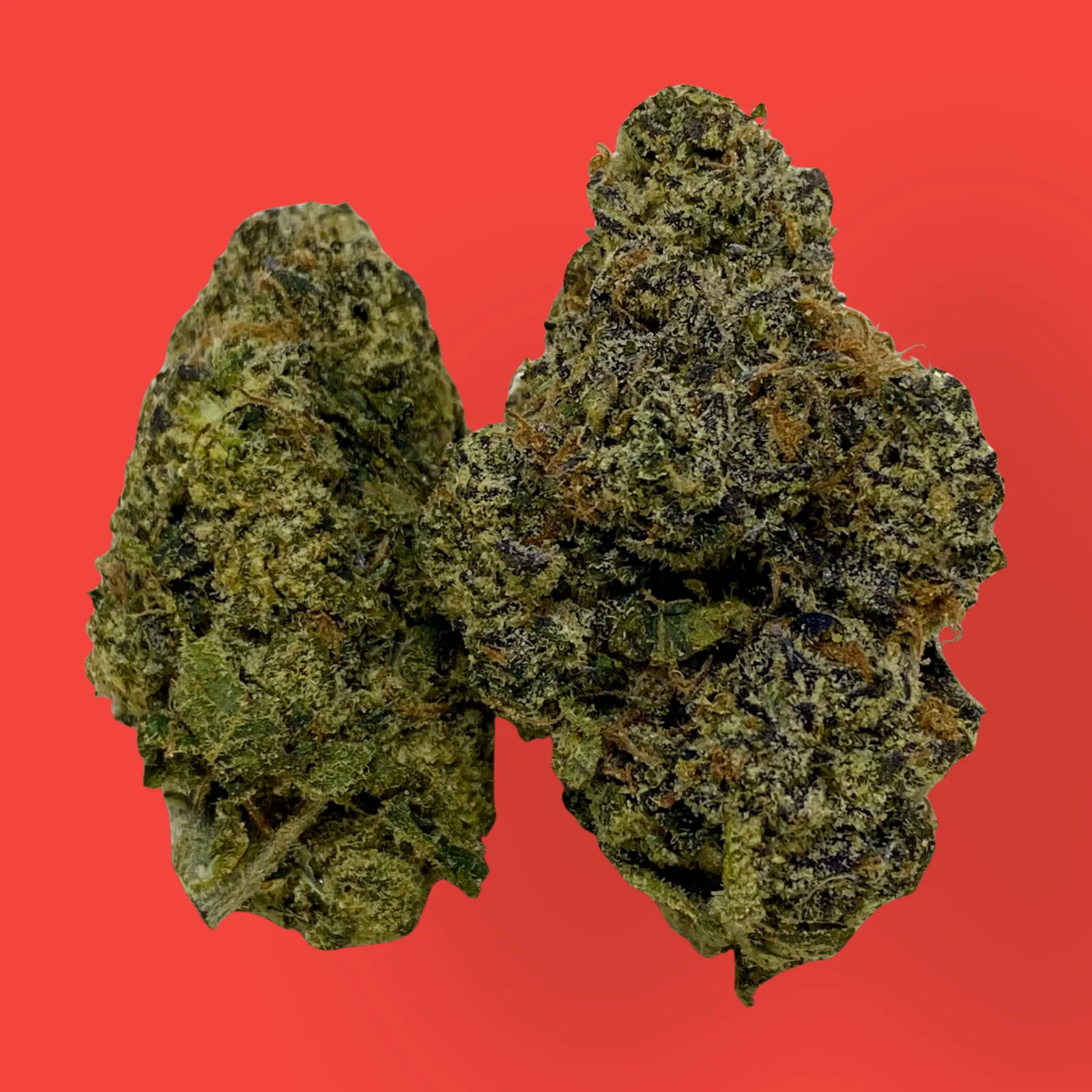 Close-up of Lemonberry cannabis buds featuring bright green hues, orange hairs, and frosty trichomes, representing the sativa-leaning hybrid strain.