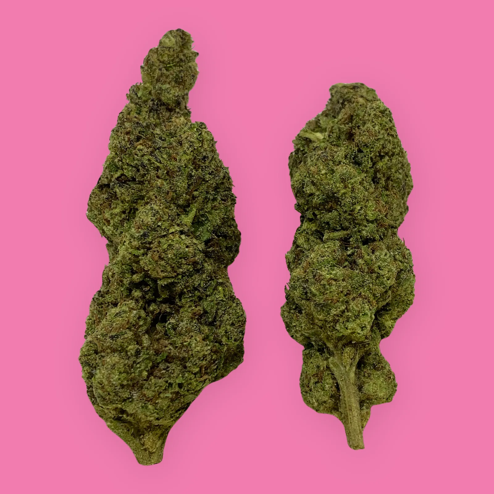 Double Bubble cannabis strain flower – dense, frosty green bud with purple hues and orange hairs