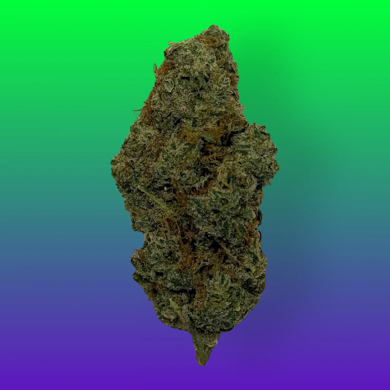 Close-up of frosty WiFi OG cannabis flower, also known as White Fire OG, with dense trichomes and orange hairs