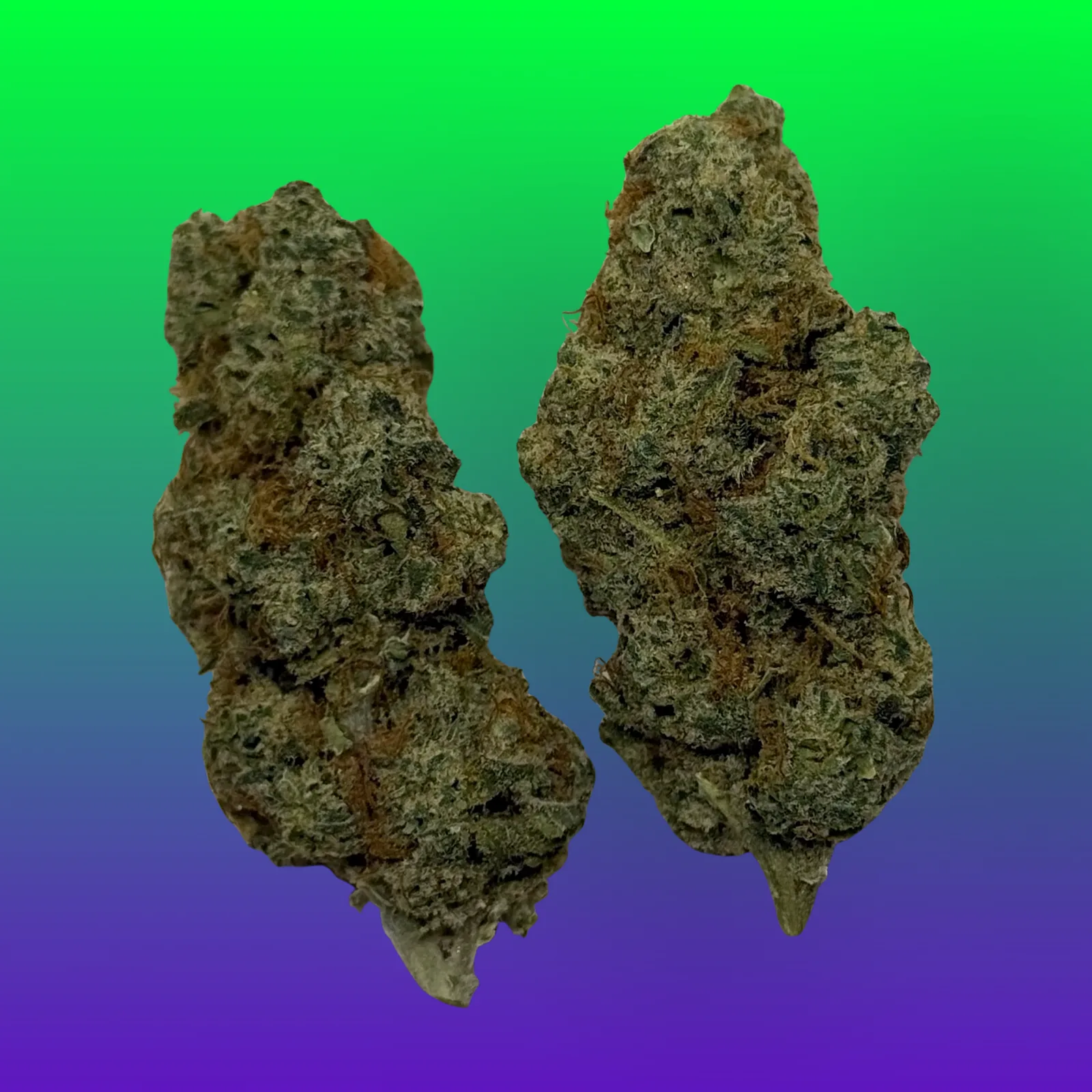 Close-up of frosty WiFi OG cannabis flower, also known as White Fire OG, with dense trichomes and orange hairs