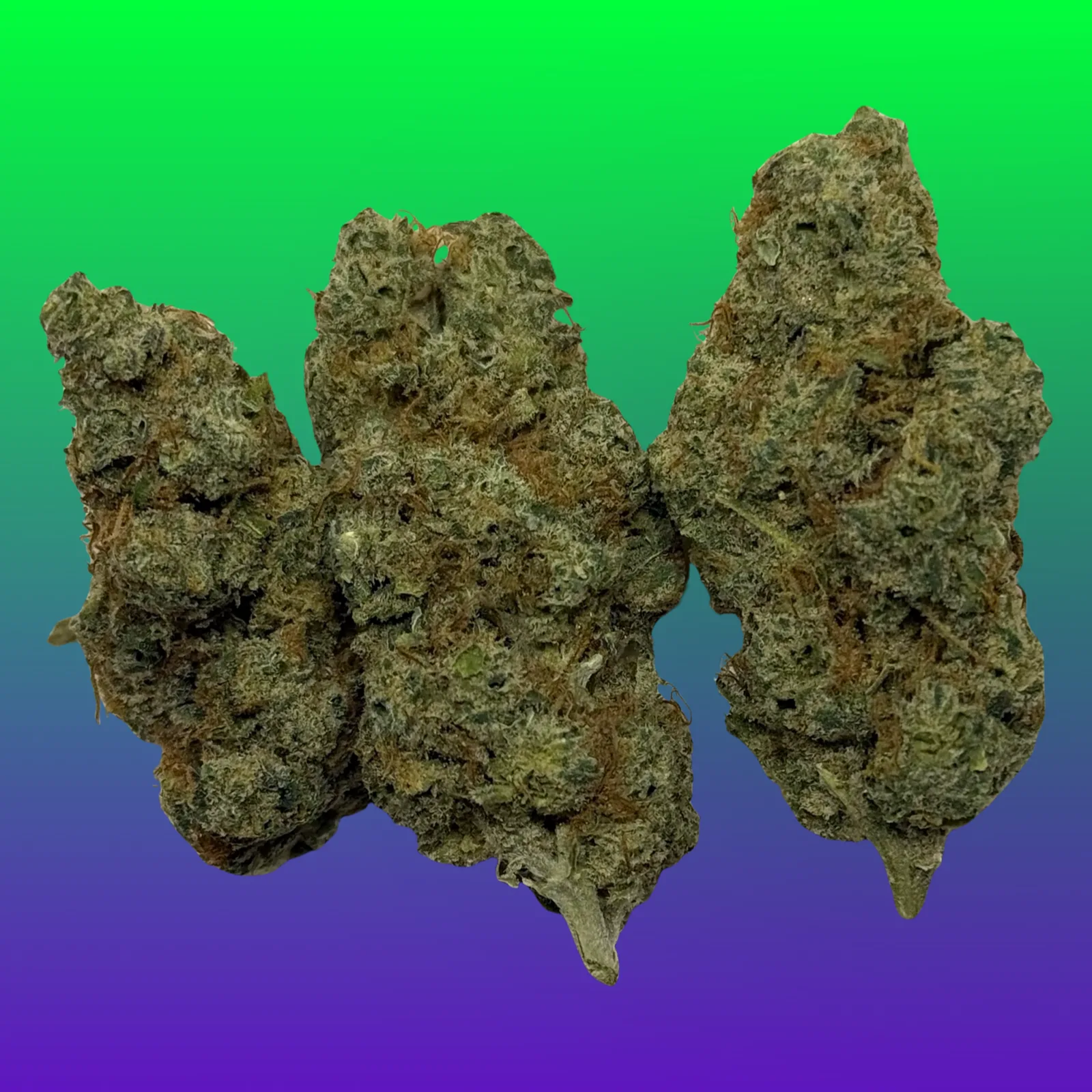 Close-up of frosty WiFi OG cannabis flower, also known as White Fire OG, with dense trichomes and orange hairs