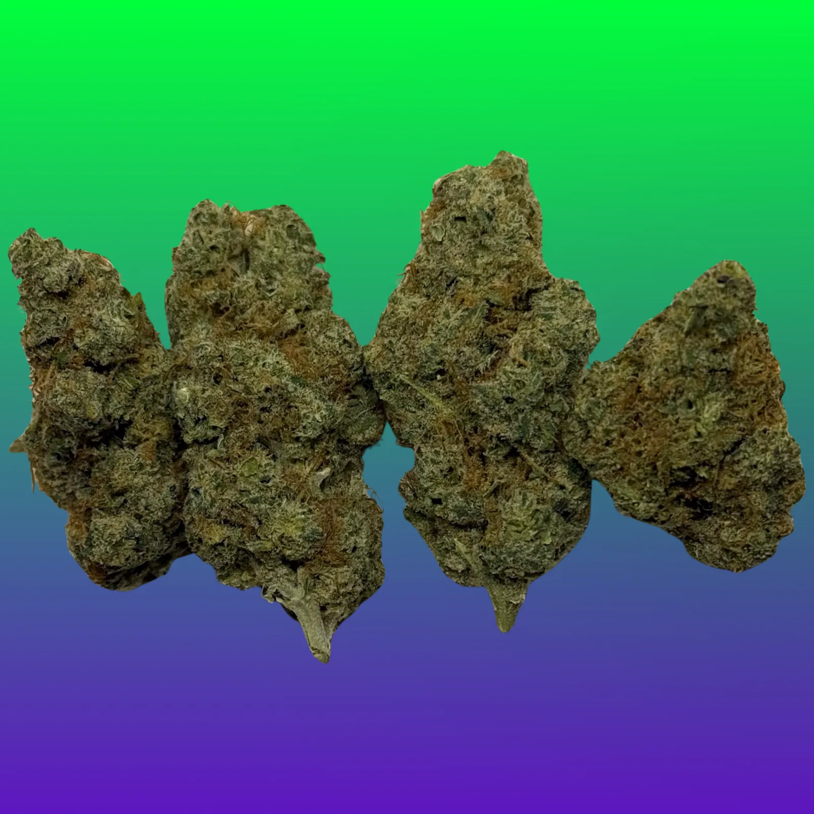 Close-up of frosty WiFi OG cannabis flower, also known as White Fire OG, with dense trichomes and orange hairs