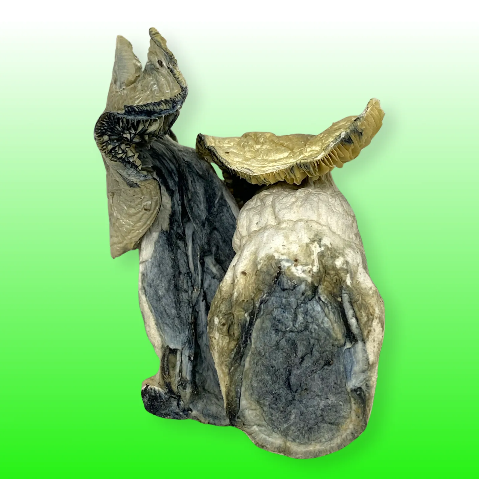 Dried Jedi Mind Fuck psilocybin mushrooms with twisted stems and bruised blue caps