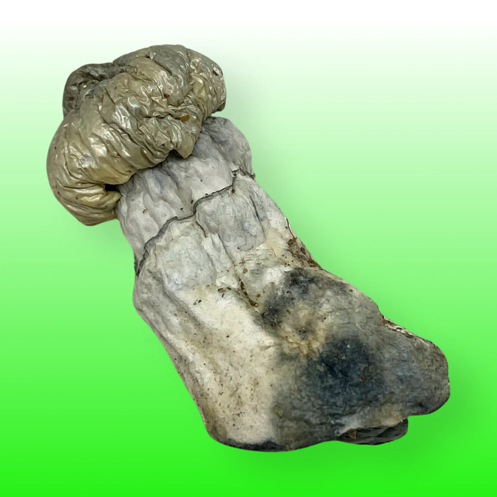 Dried Jedi Mind Fuck psilocybin mushrooms with twisted stems and bruised blue caps