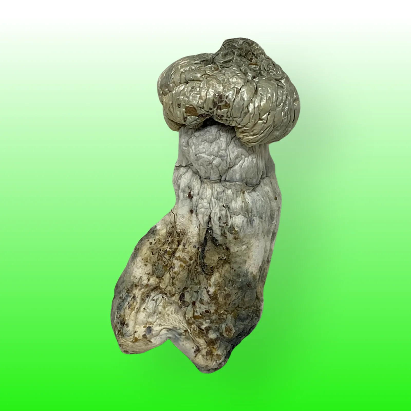 Dried Jedi Mind Fuck psilocybin mushrooms with twisted stems and bruised blue caps