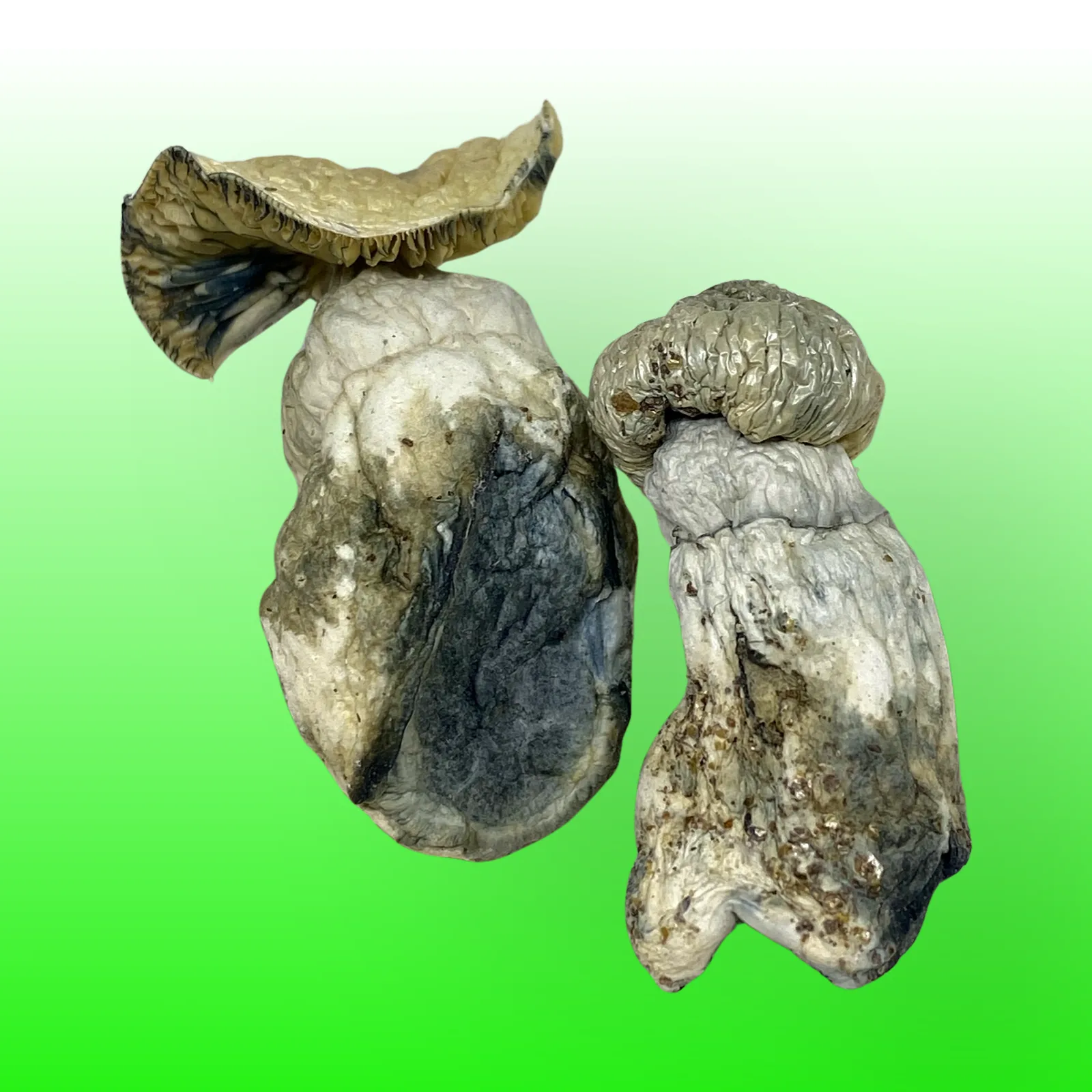 Dried Jedi Mind Fuck psilocybin mushrooms with twisted stems and bruised blue caps