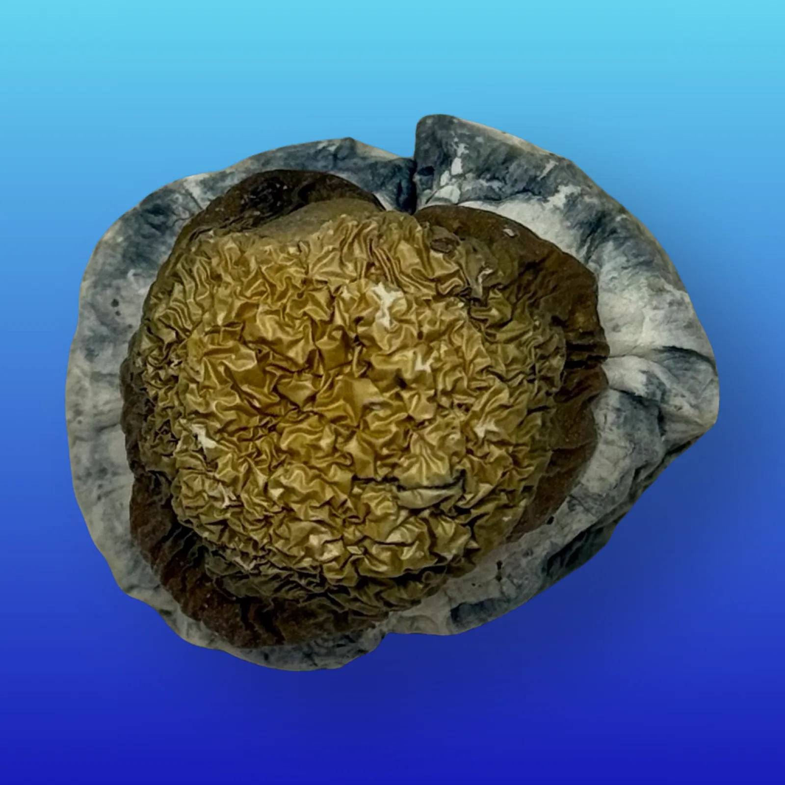 Dried Blue Meanies psilocybin mushrooms with bruised blue coloration and wavy caps