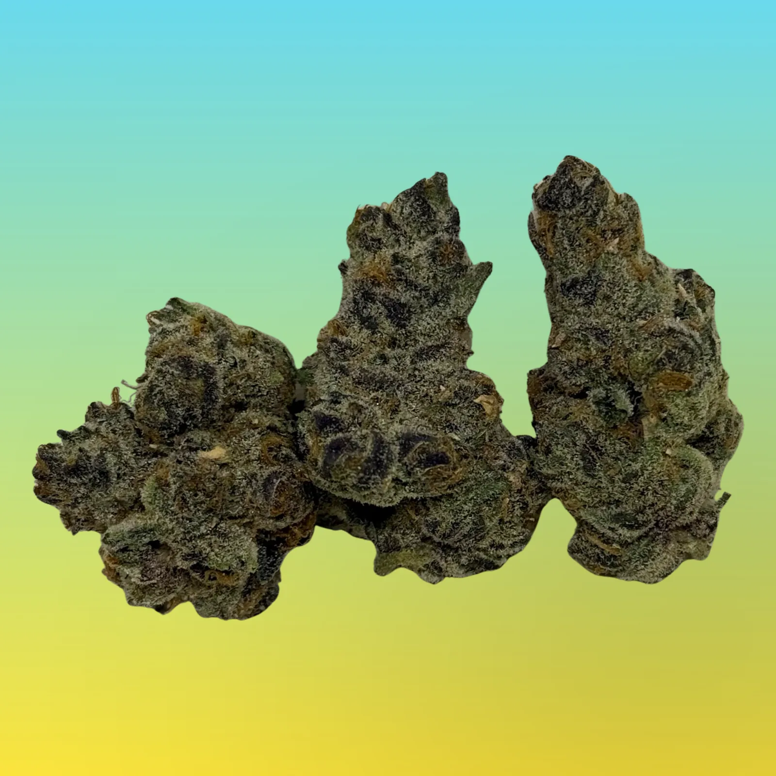 Bright green and purple buds of Hella Jelly cannabis strain with frosty trichomes and orange hairs