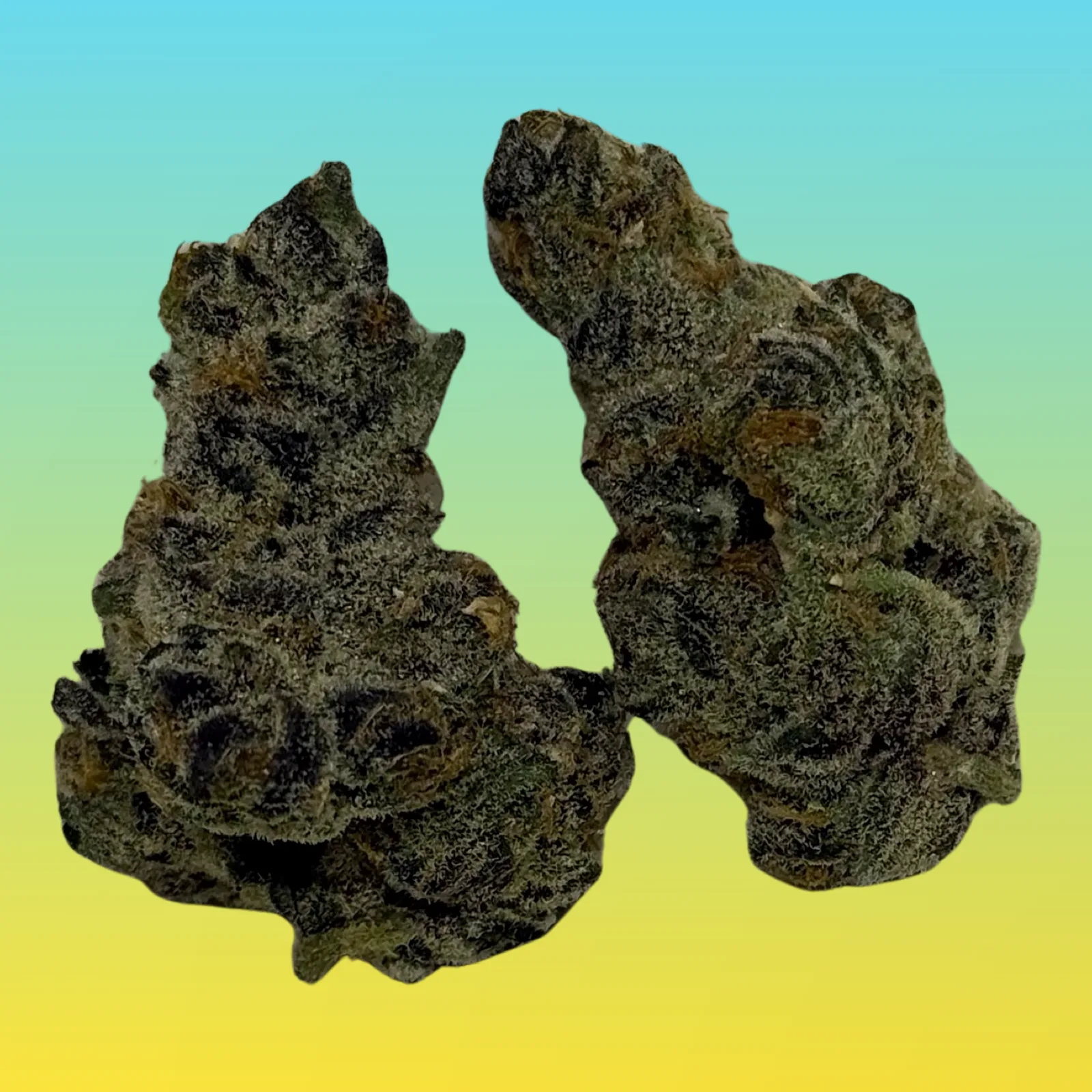 Bright green and purple buds of Hella Jelly cannabis strain with frosty trichomes and orange hairs