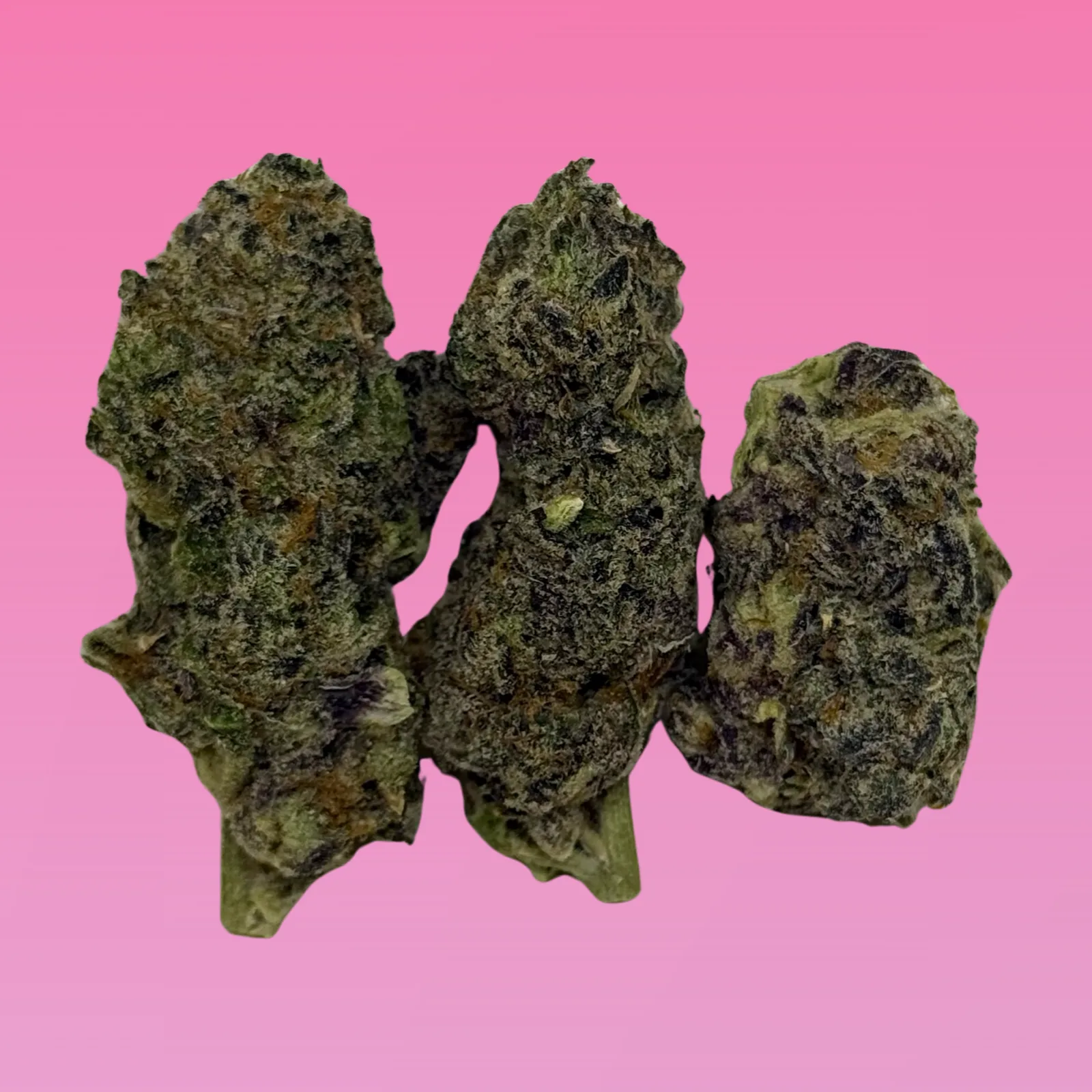 Close-up of White Truffle cannabis buds covered in frosty white trichomes and orange pistils, photographed for Baked in Bushwick.