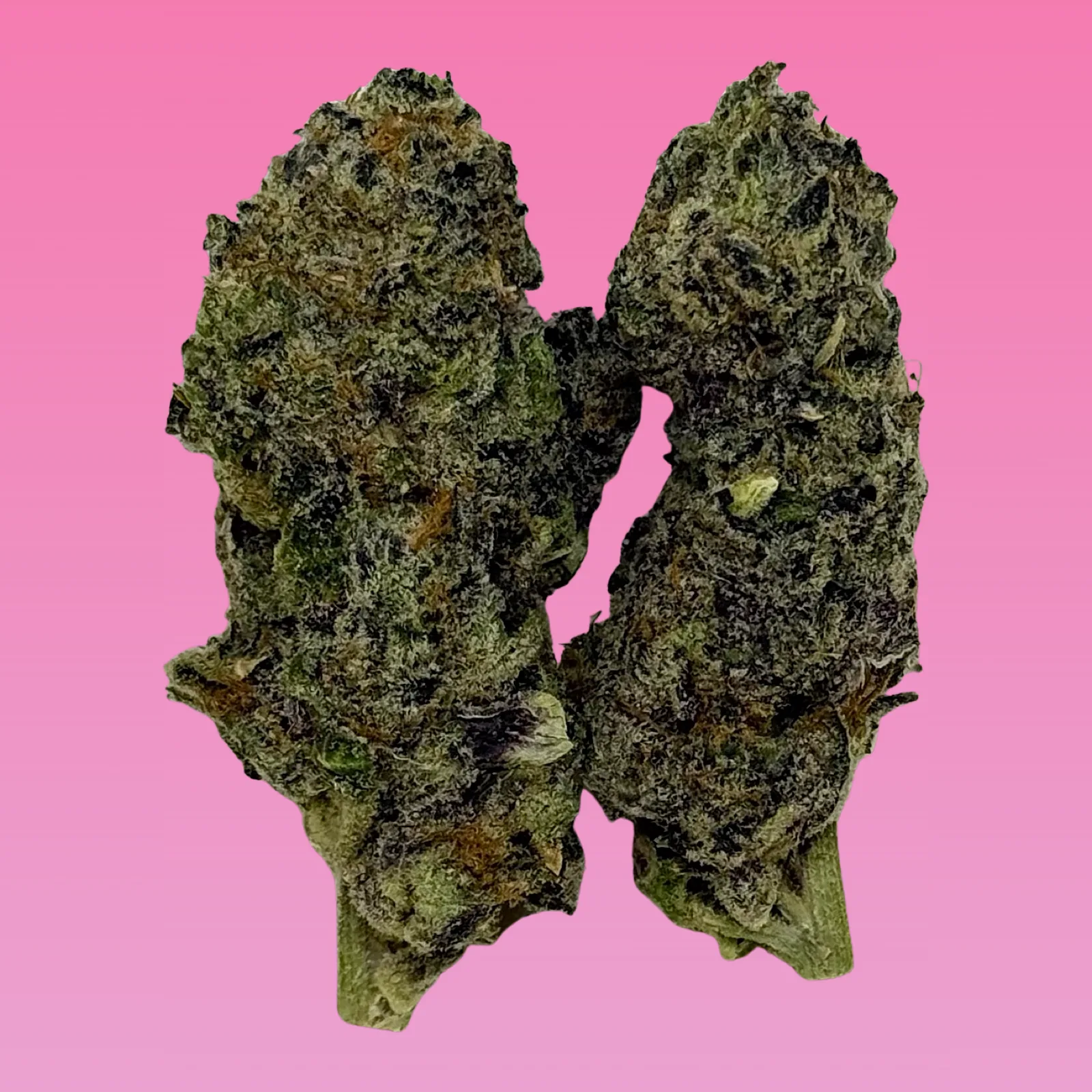 Close-up of White Truffle cannabis buds covered in frosty white trichomes and orange pistils, photographed for Baked in Bushwick.