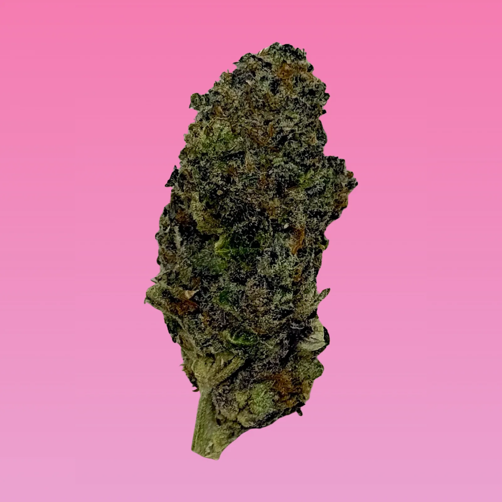 Close-up of White Truffle cannabis buds covered in frosty white trichomes and orange pistils, photographed for Baked in Bushwick.