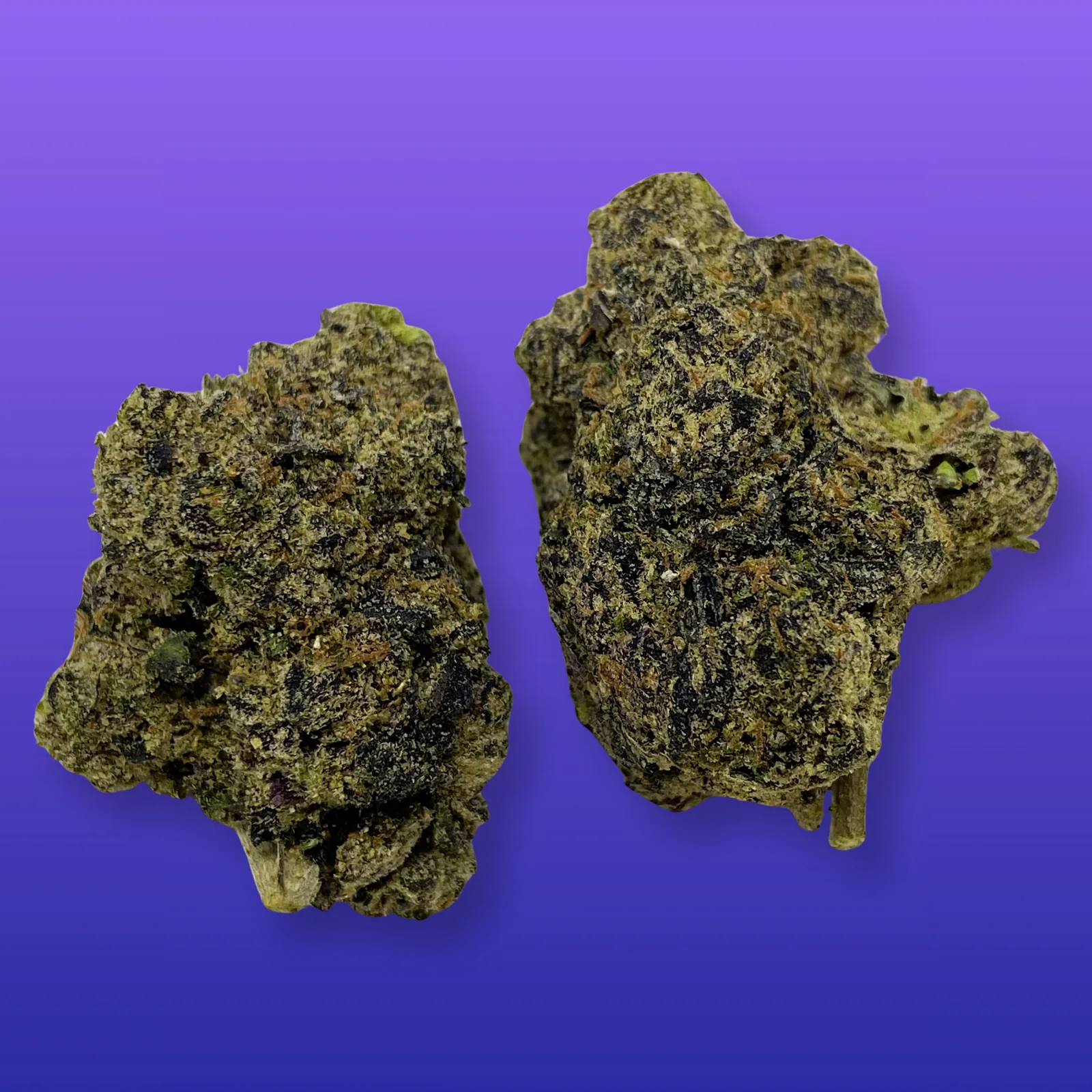 Close-up of Blueberry Jam cannabis strain buds with purple hues and frosty trichomes