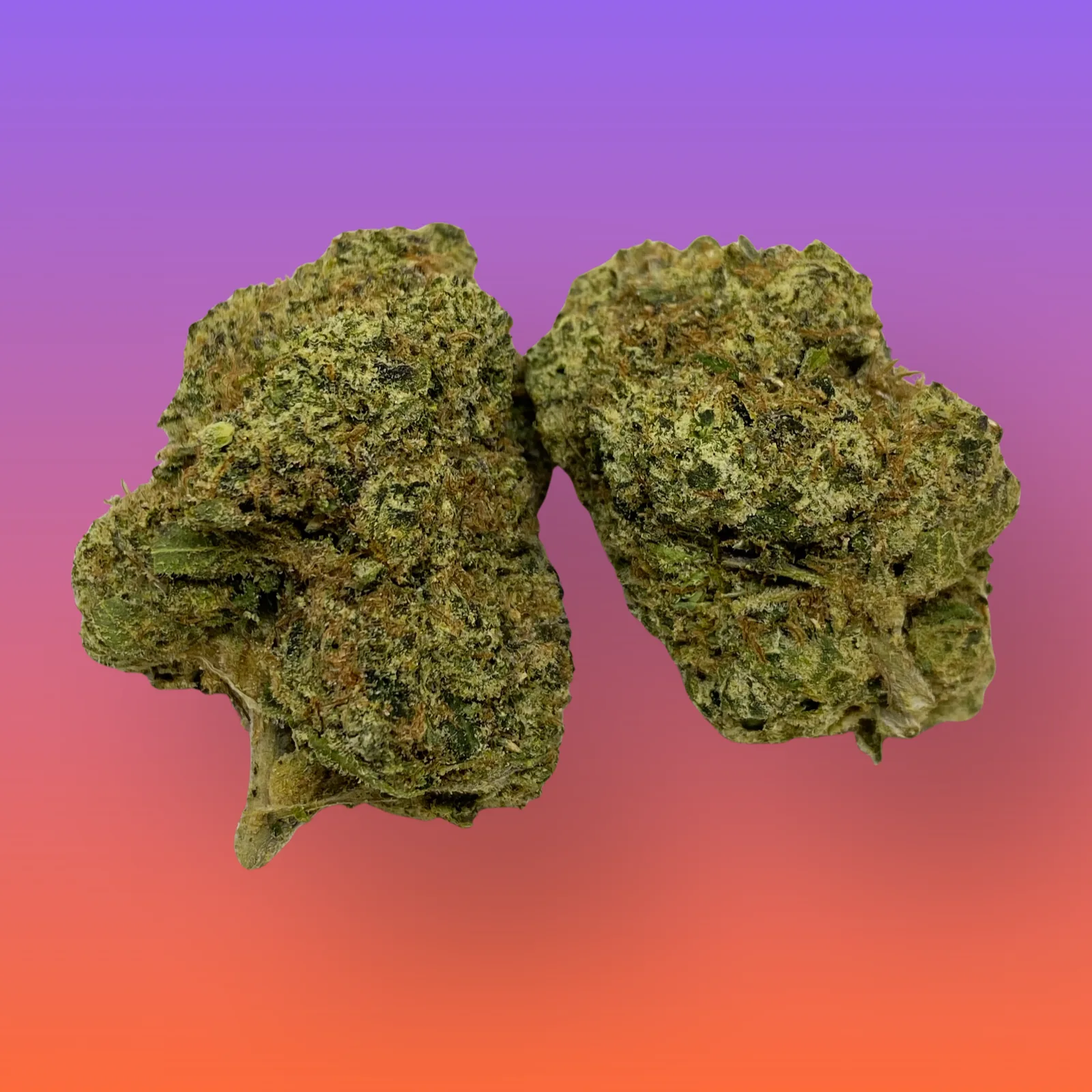 Close-up of White Nerds cannabis strain featuring frosty trichomes and vibrant hues